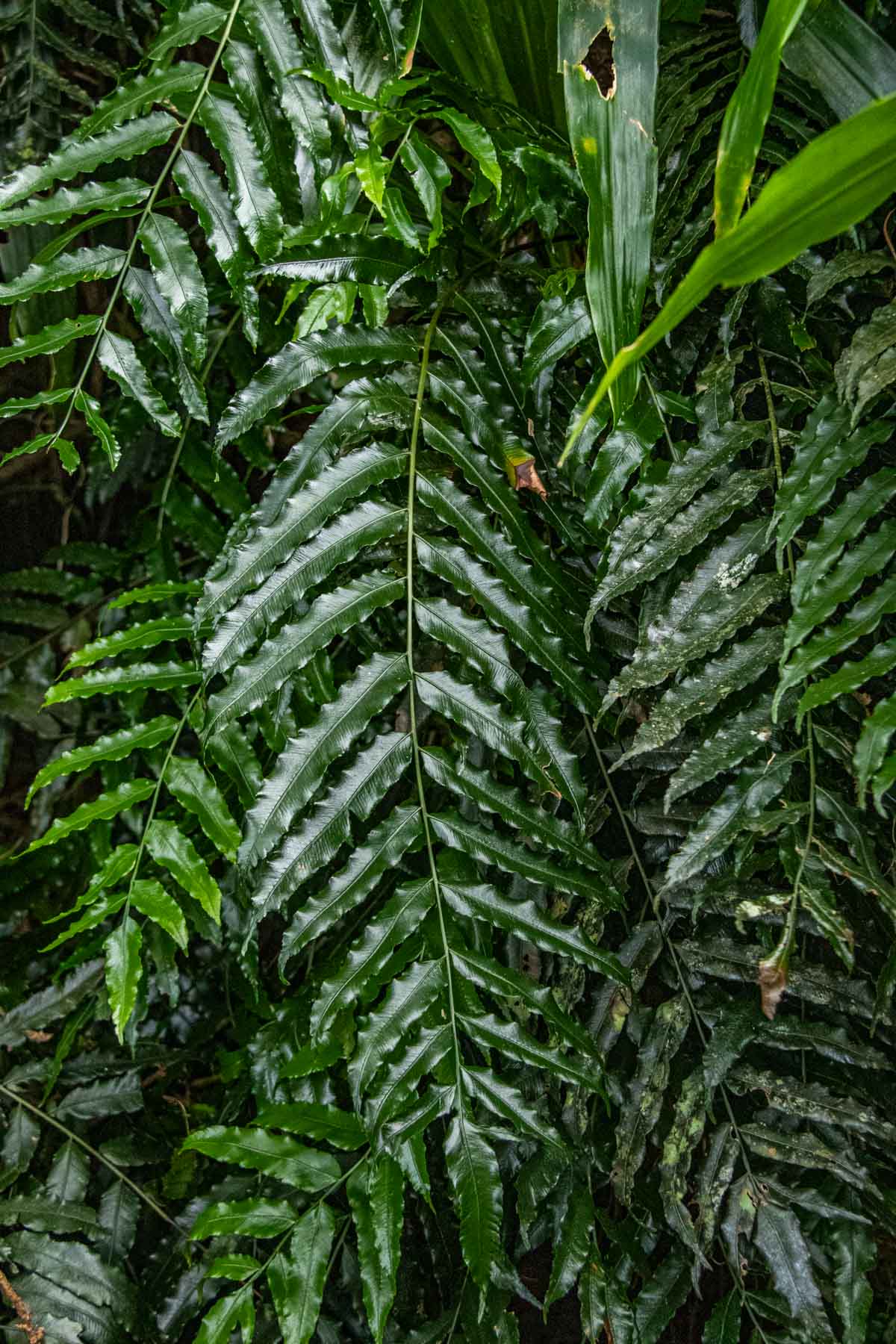 Lomariopsis warneckei Lomariopsis warneckei