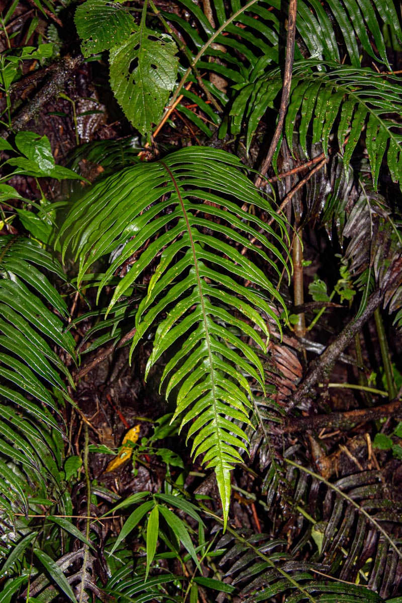 Blechnum attenuatum Blechnum attenuatum