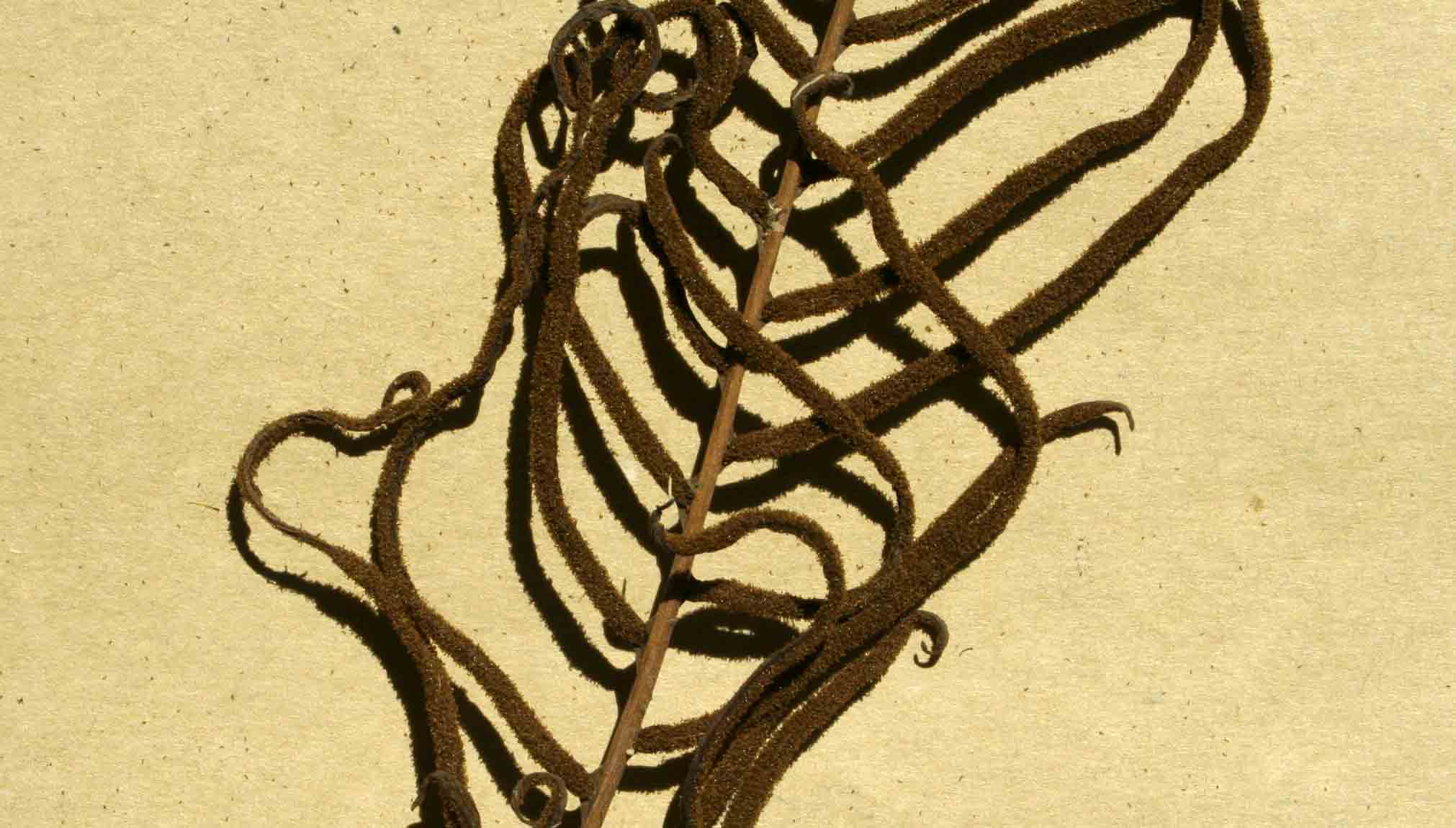 Blechnum attenuatum Blechnum attenuatum