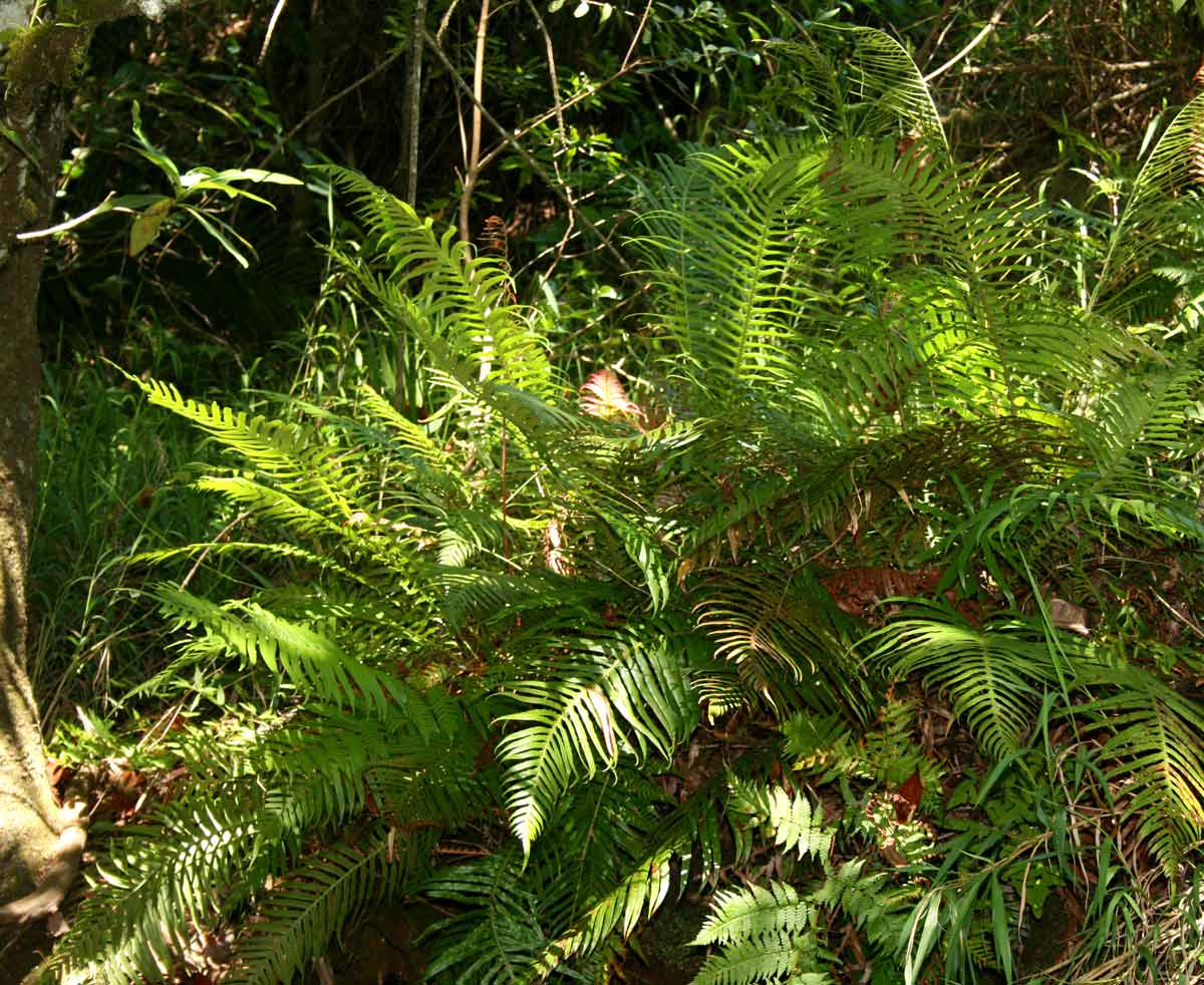 Blechnum attenuatum Blechnum attenuatum