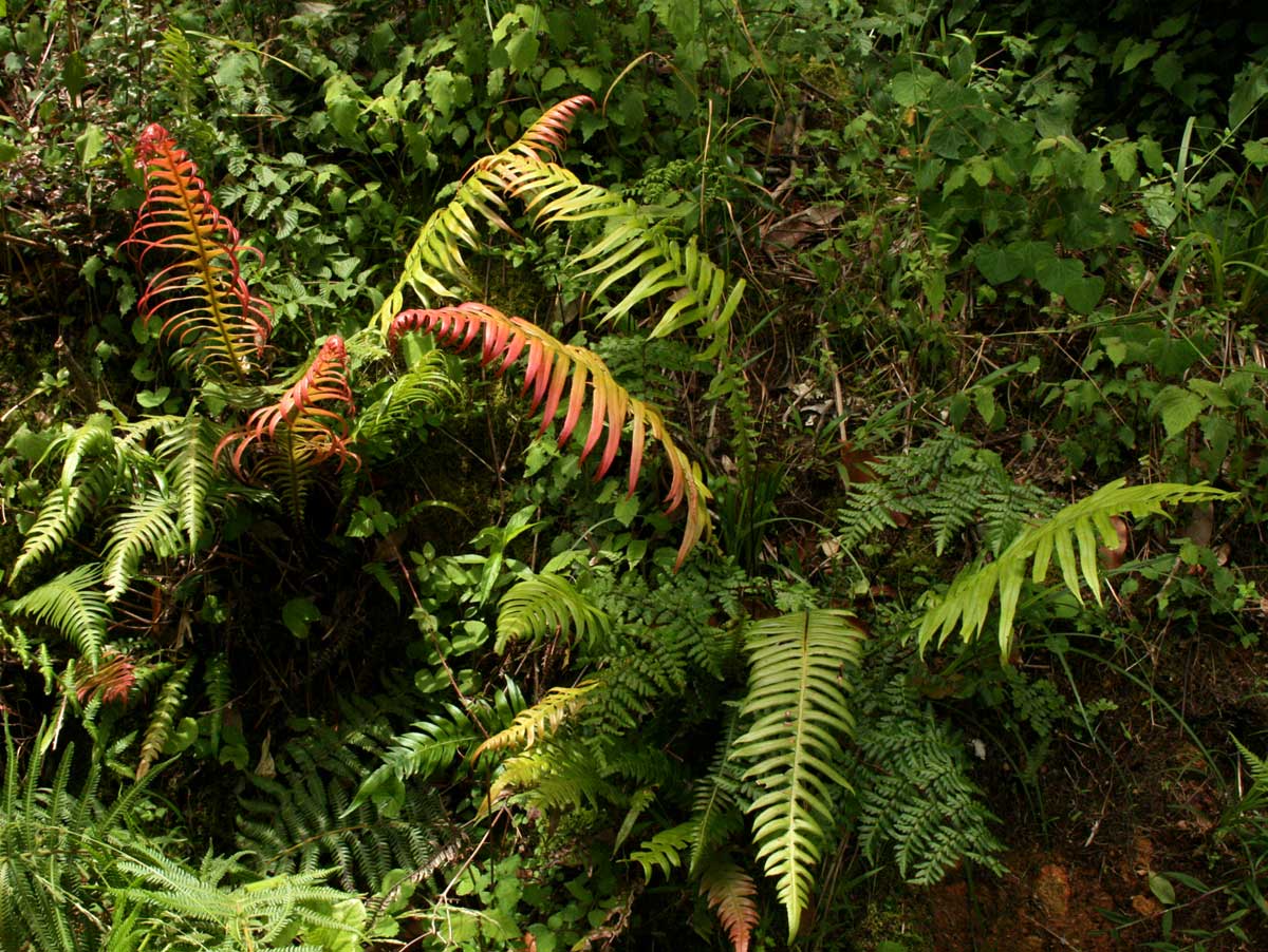 Blechnum attenuatum Blechnum attenuatum