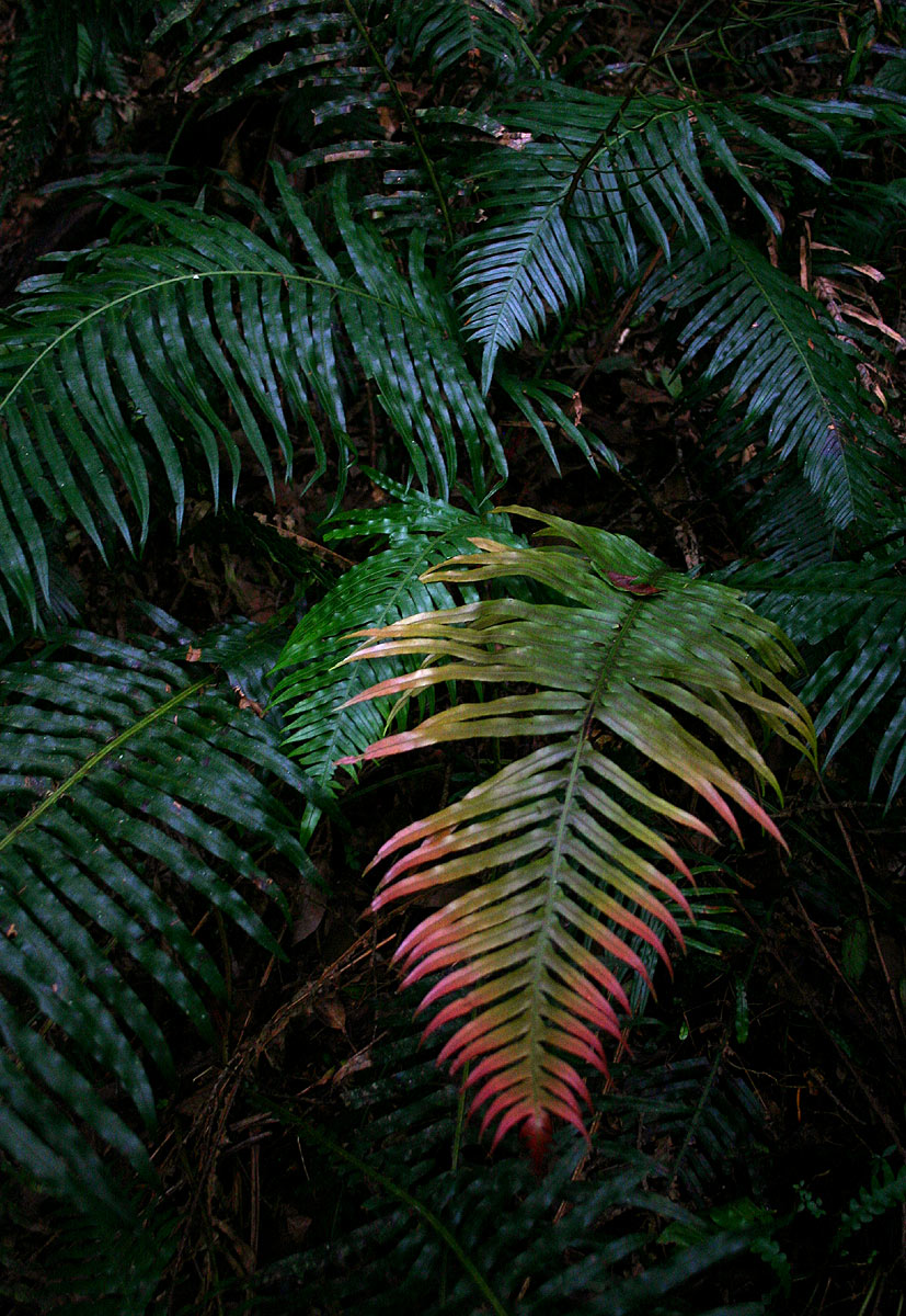 Blechnum attenuatum Blechnum attenuatum
