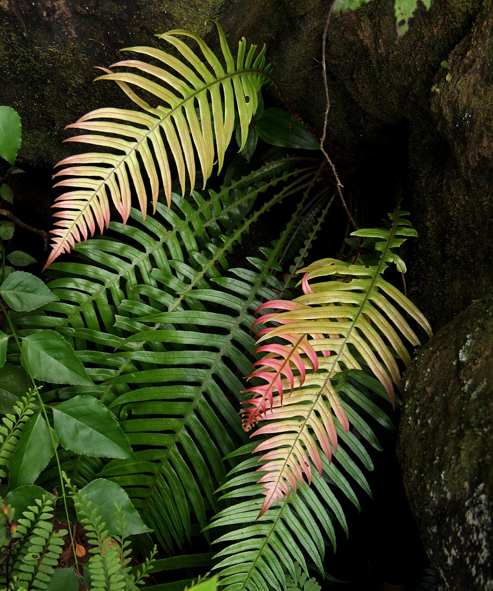 Blechnum attenuatum Blechnum attenuatum