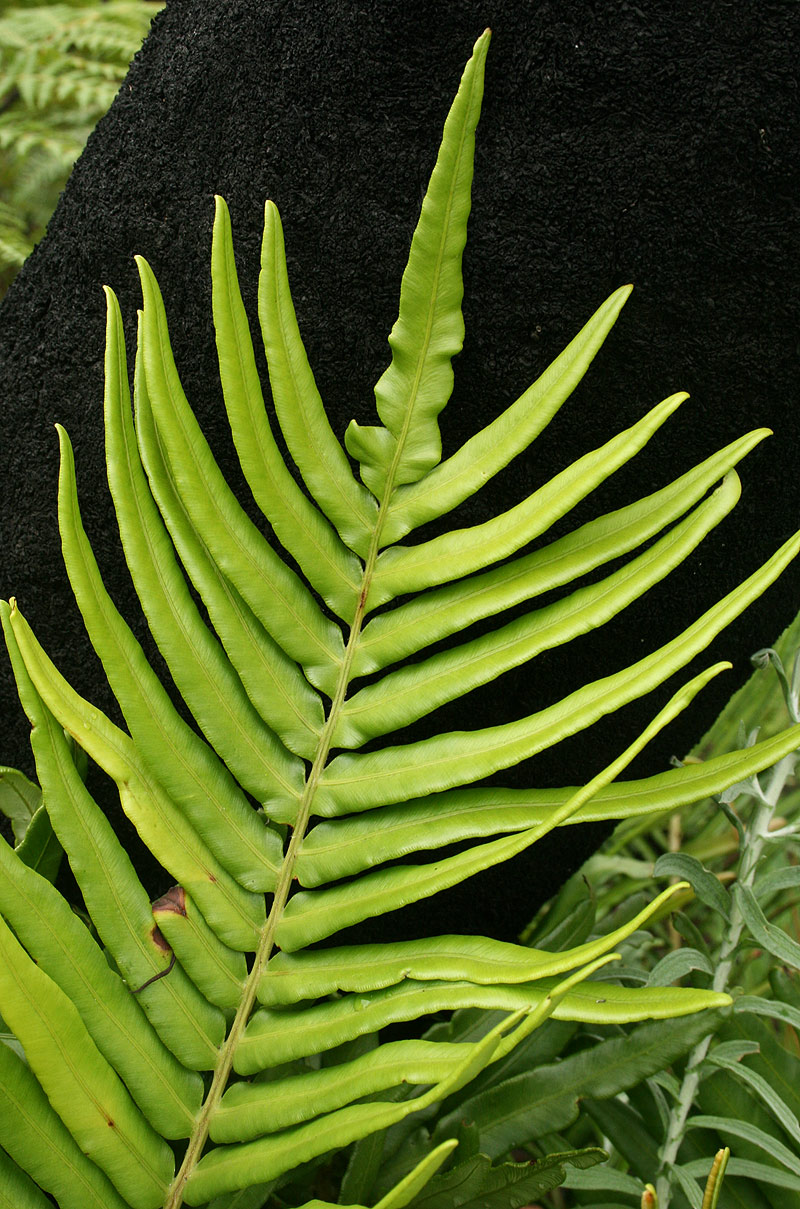 Blechnum tabulare Blechnum tabulare