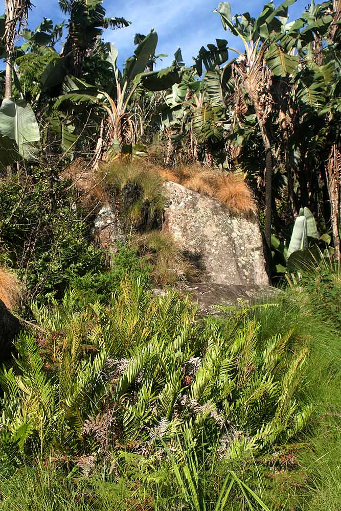 Blechnum tabulare Blechnum tabulare