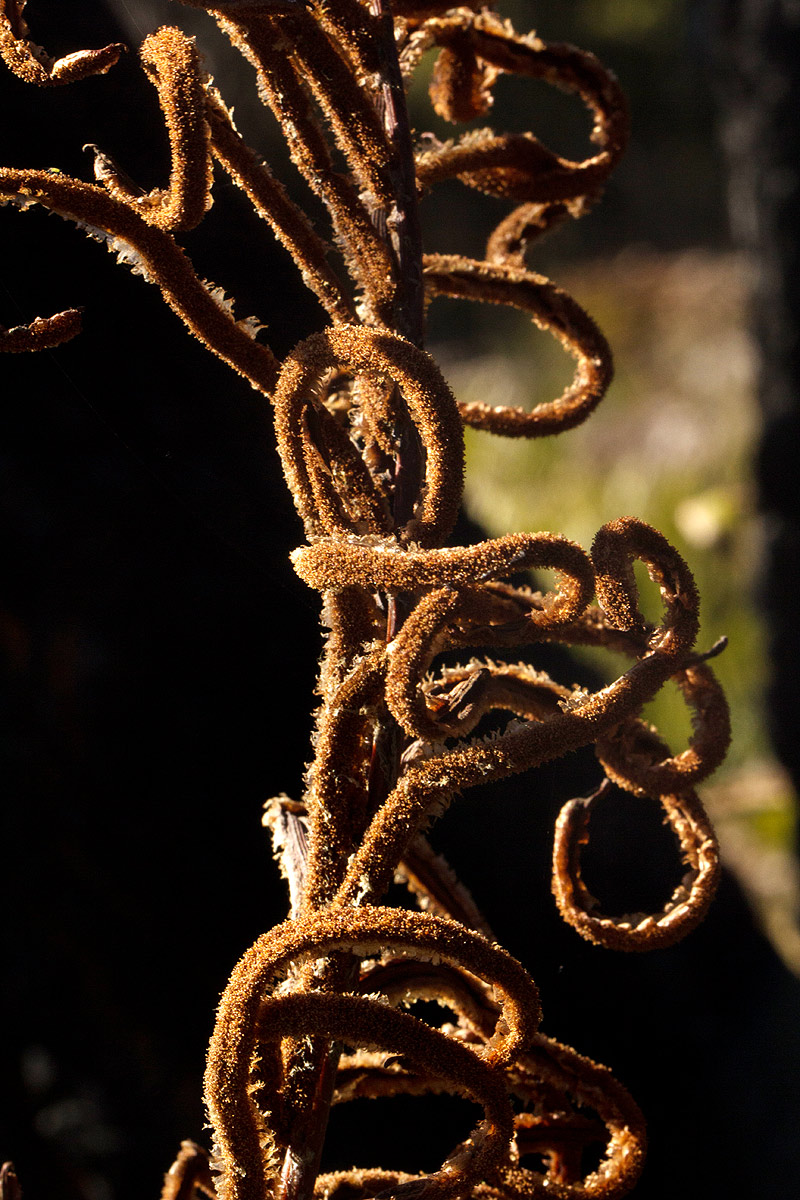 Blechnum tabulare Blechnum tabulare