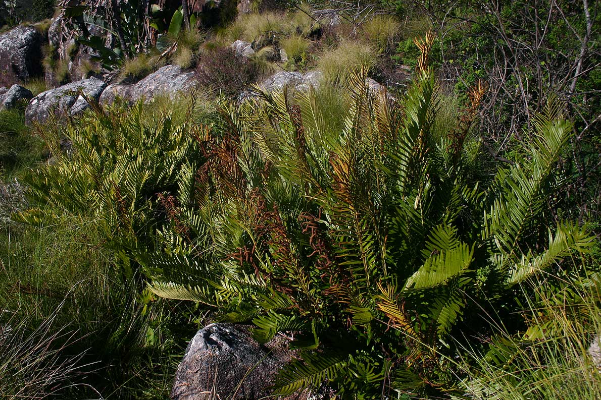 Blechnum tabulare Blechnum tabulare