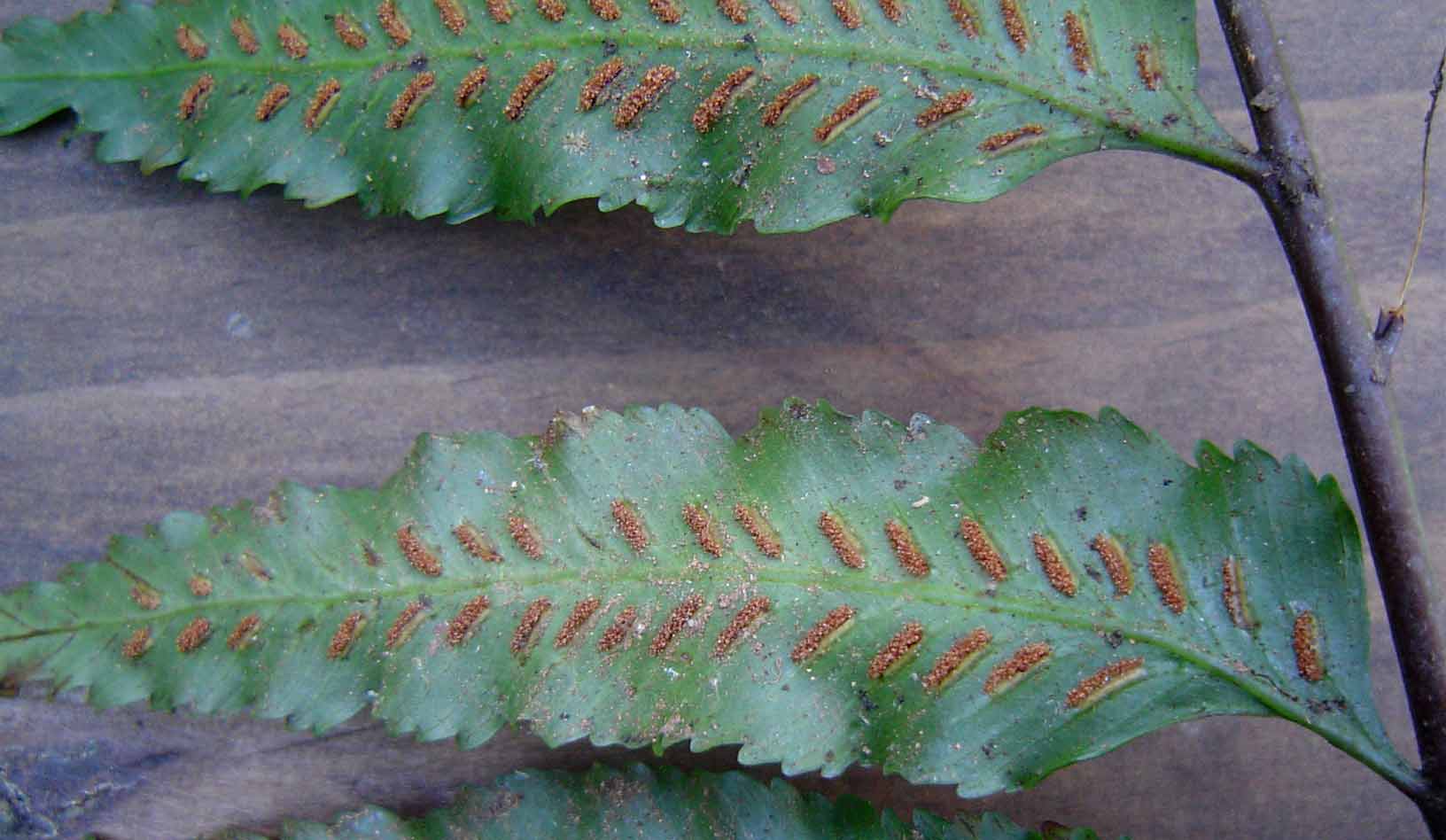 Asplenium anisophyllum Asplenium anisophyllum