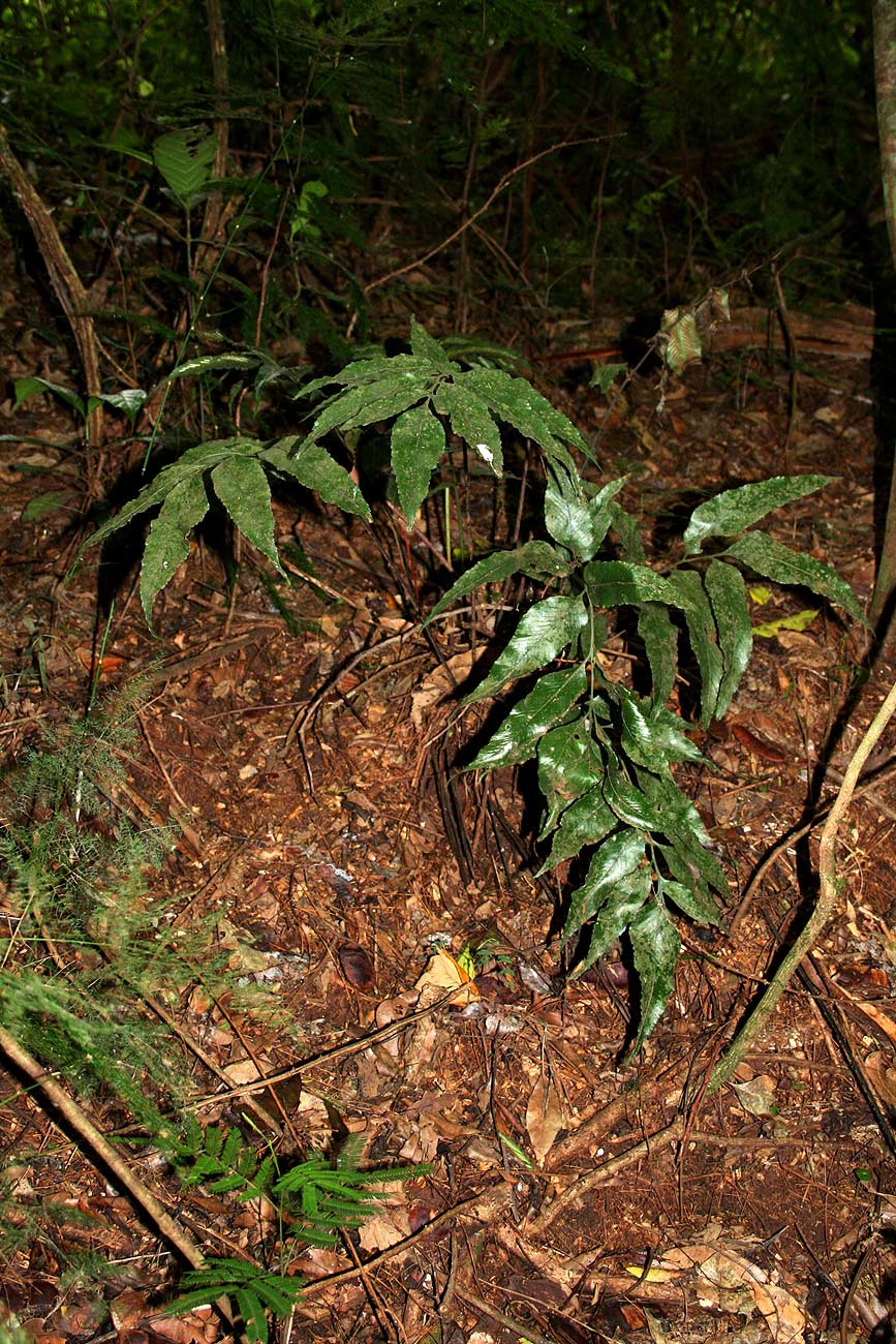 Asplenium ceii Asplenium ceii