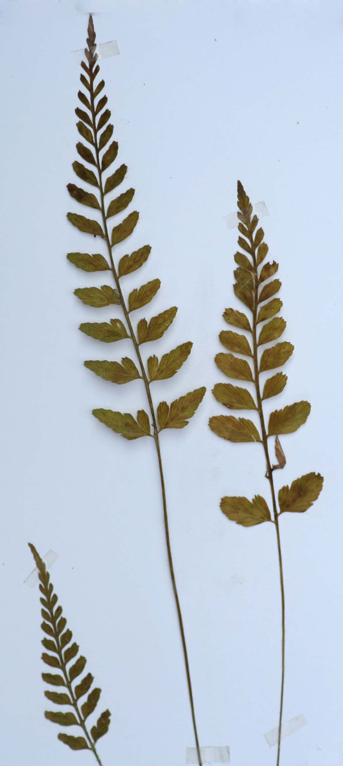 Asplenium sulcatum Asplenium sulcatum