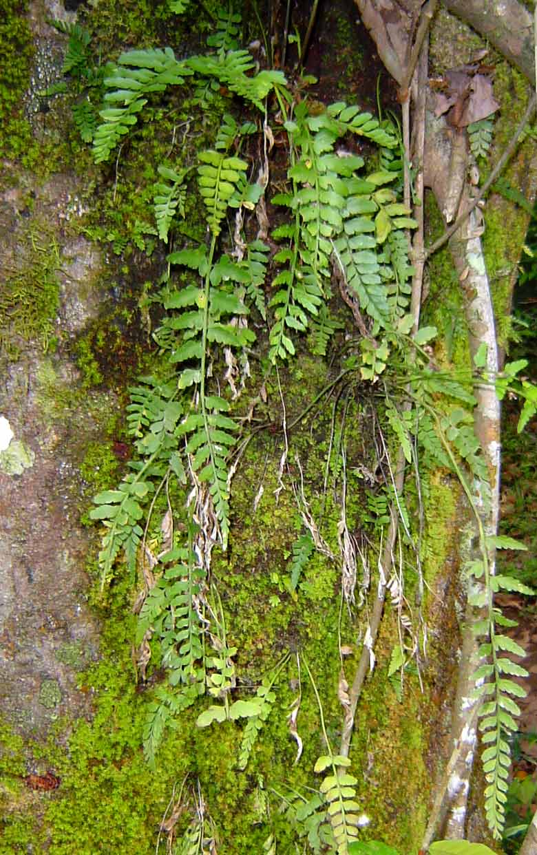 Asplenium sulcatum Asplenium sulcatum