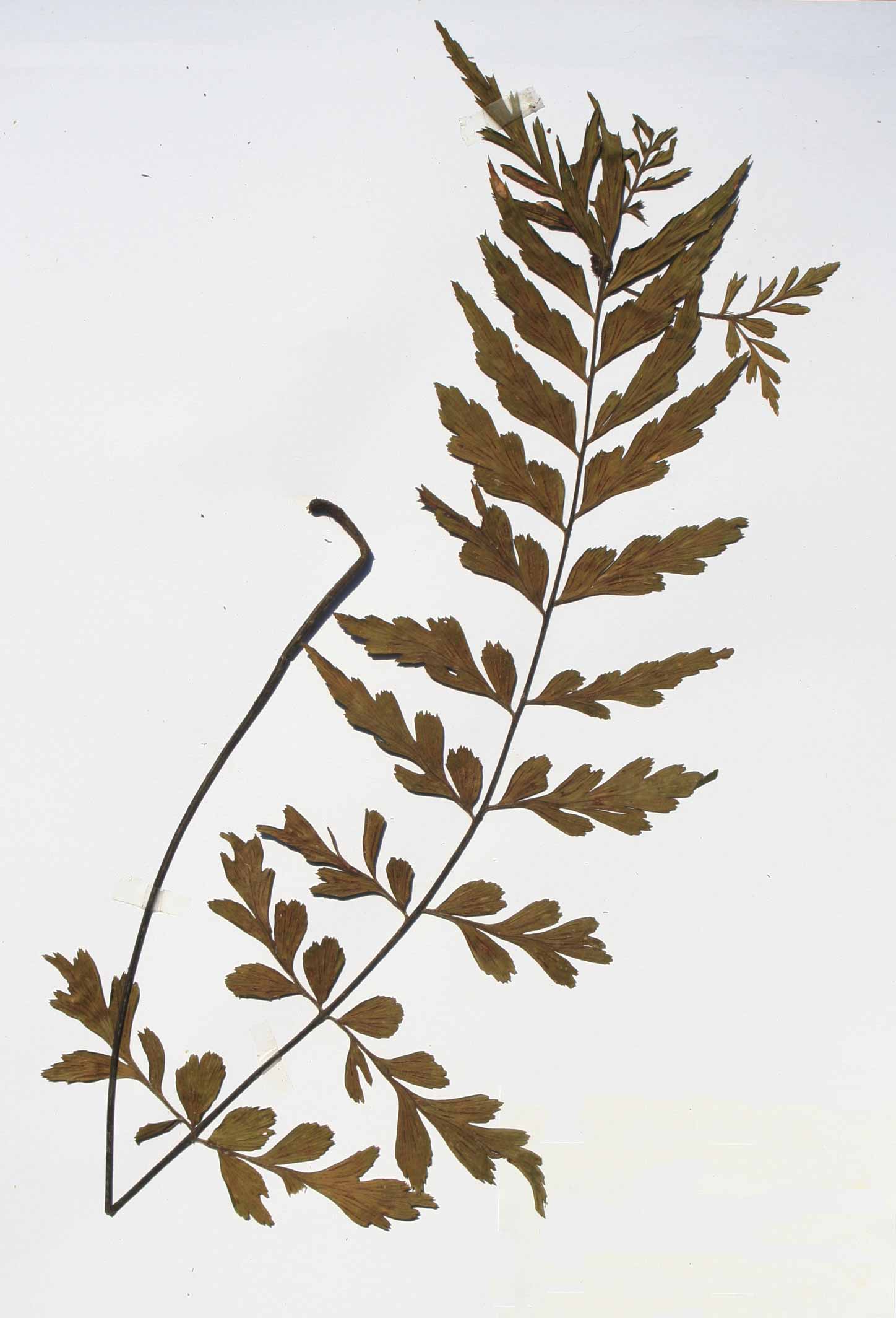 Asplenium blastophorum Asplenium blastophorum
