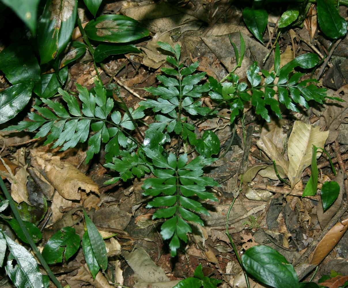 Asplenium blastophorum Asplenium blastophorum