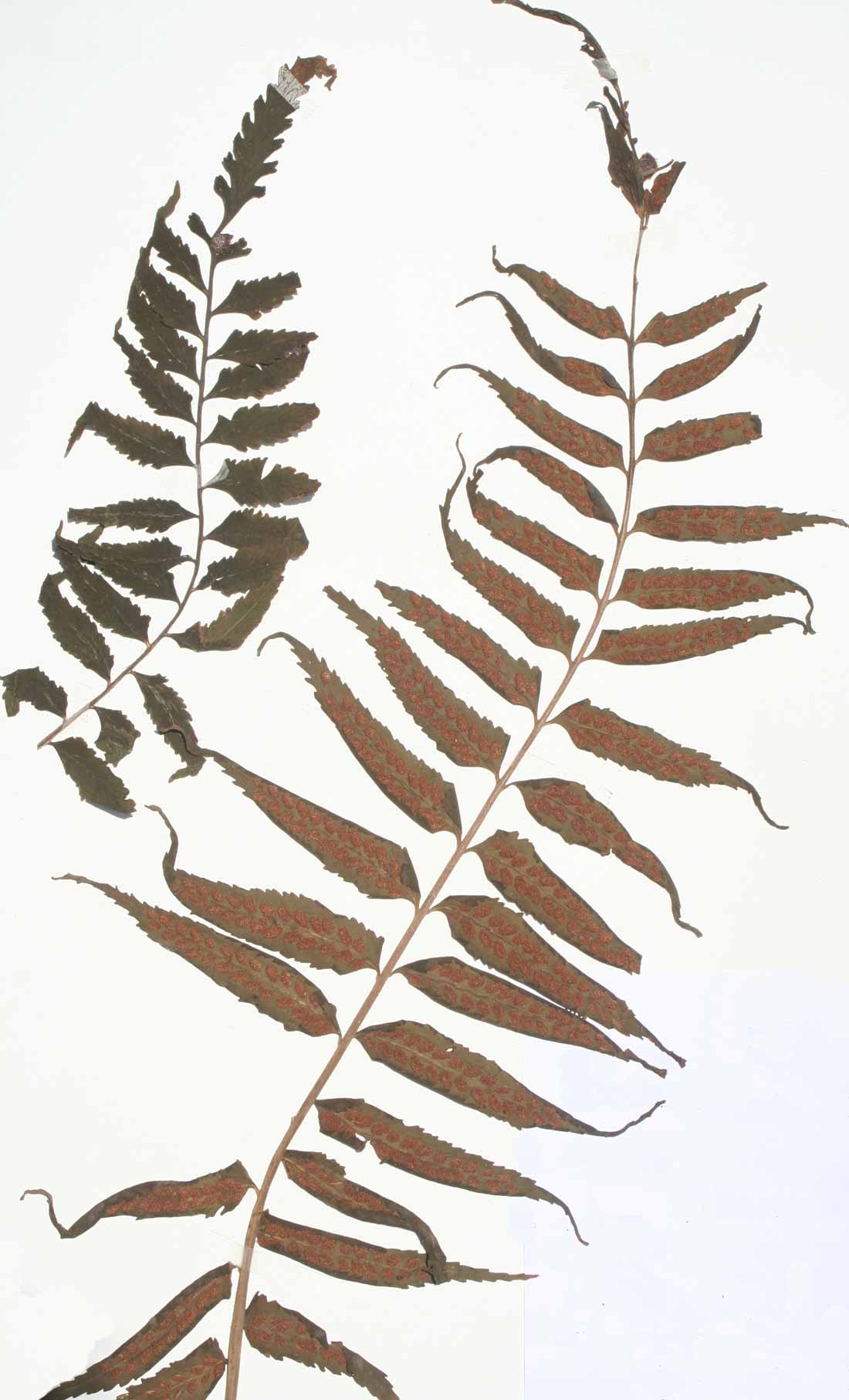 Asplenium boltonii Asplenium boltonii
