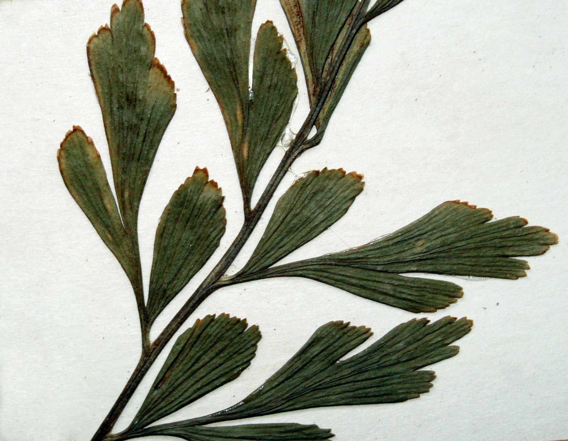 Asplenium buettneri Asplenium buettneri