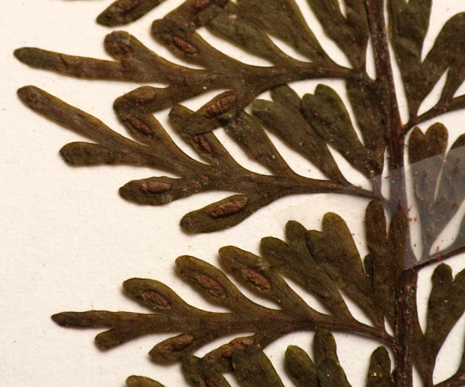 Asplenium dregeanum Asplenium dregeanum