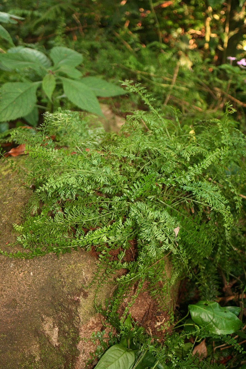 Asplenium dregeanum Asplenium dregeanum