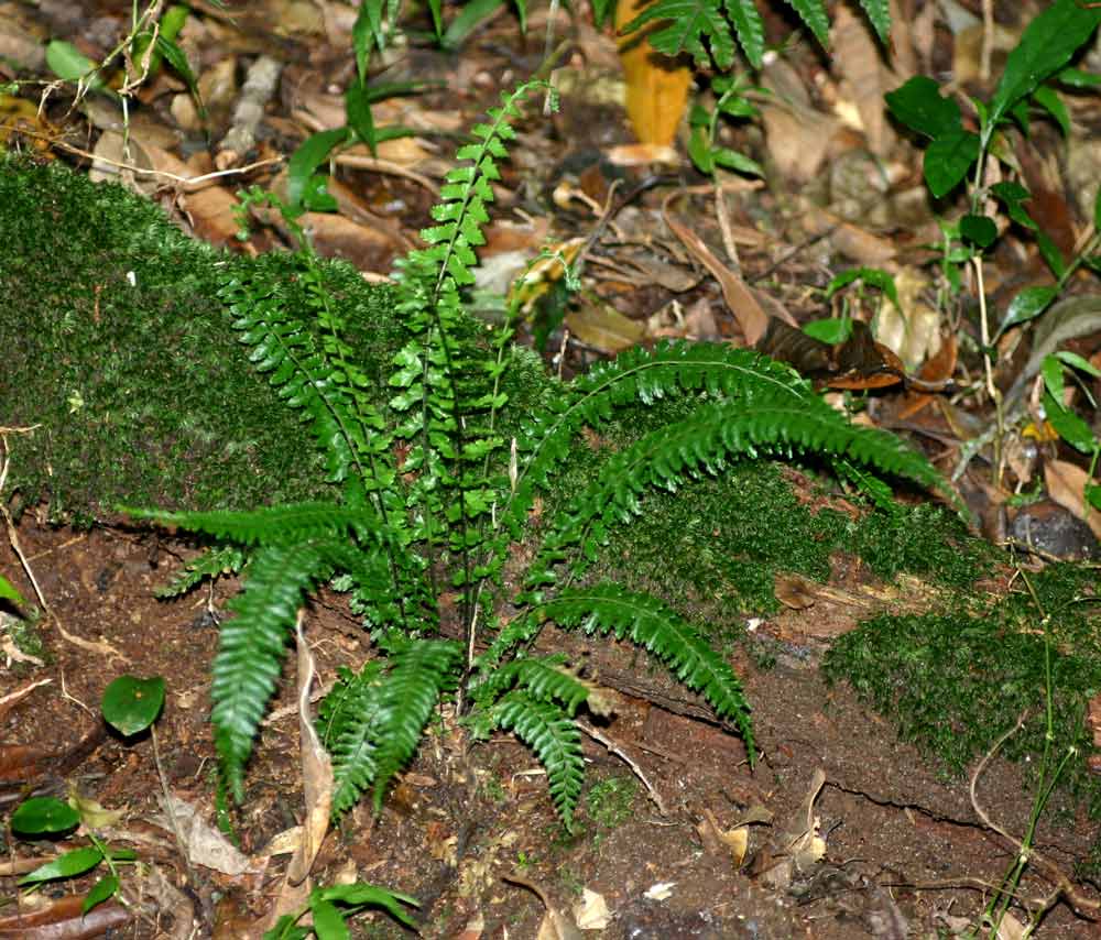 Asplenium erectum Asplenium erectum