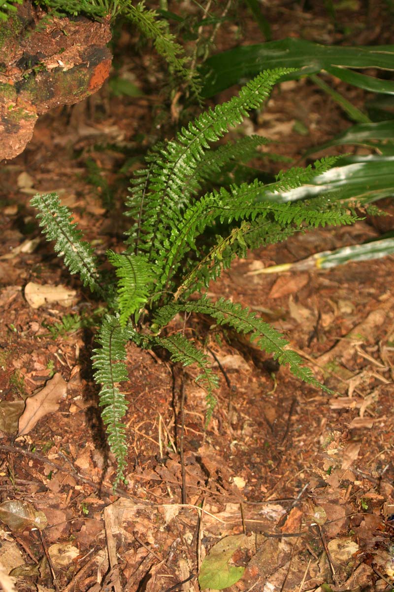 Asplenium erectum Asplenium erectum