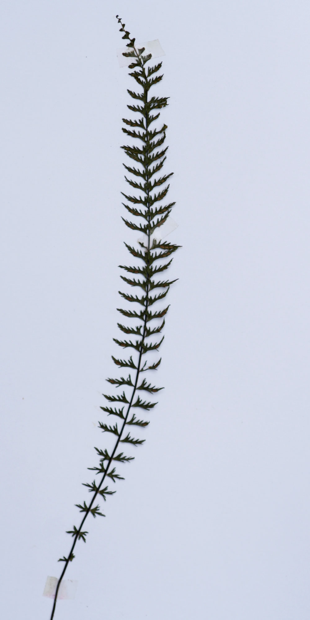 Asplenium formosum Asplenium formosum