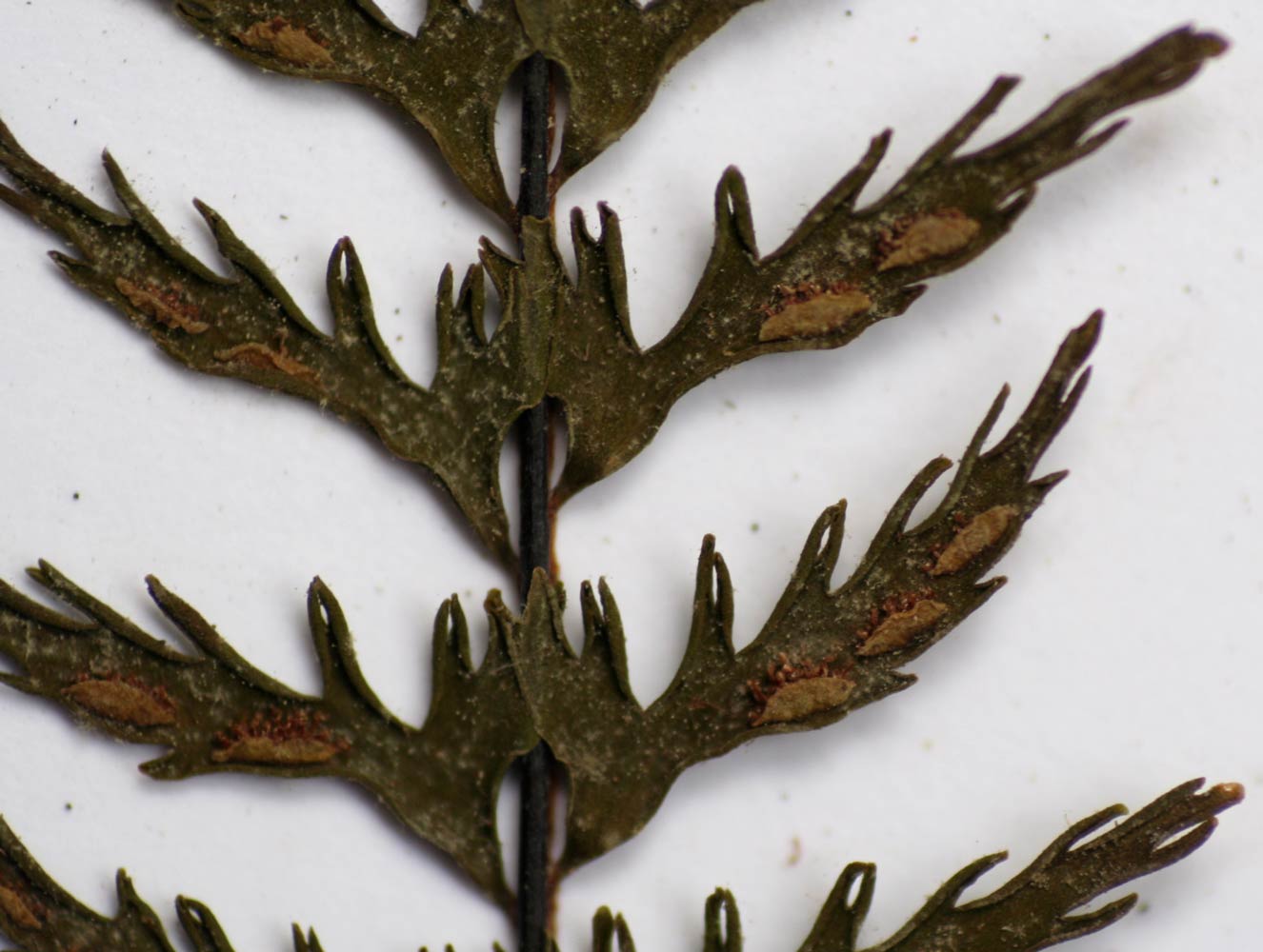 Asplenium formosum Asplenium formosum