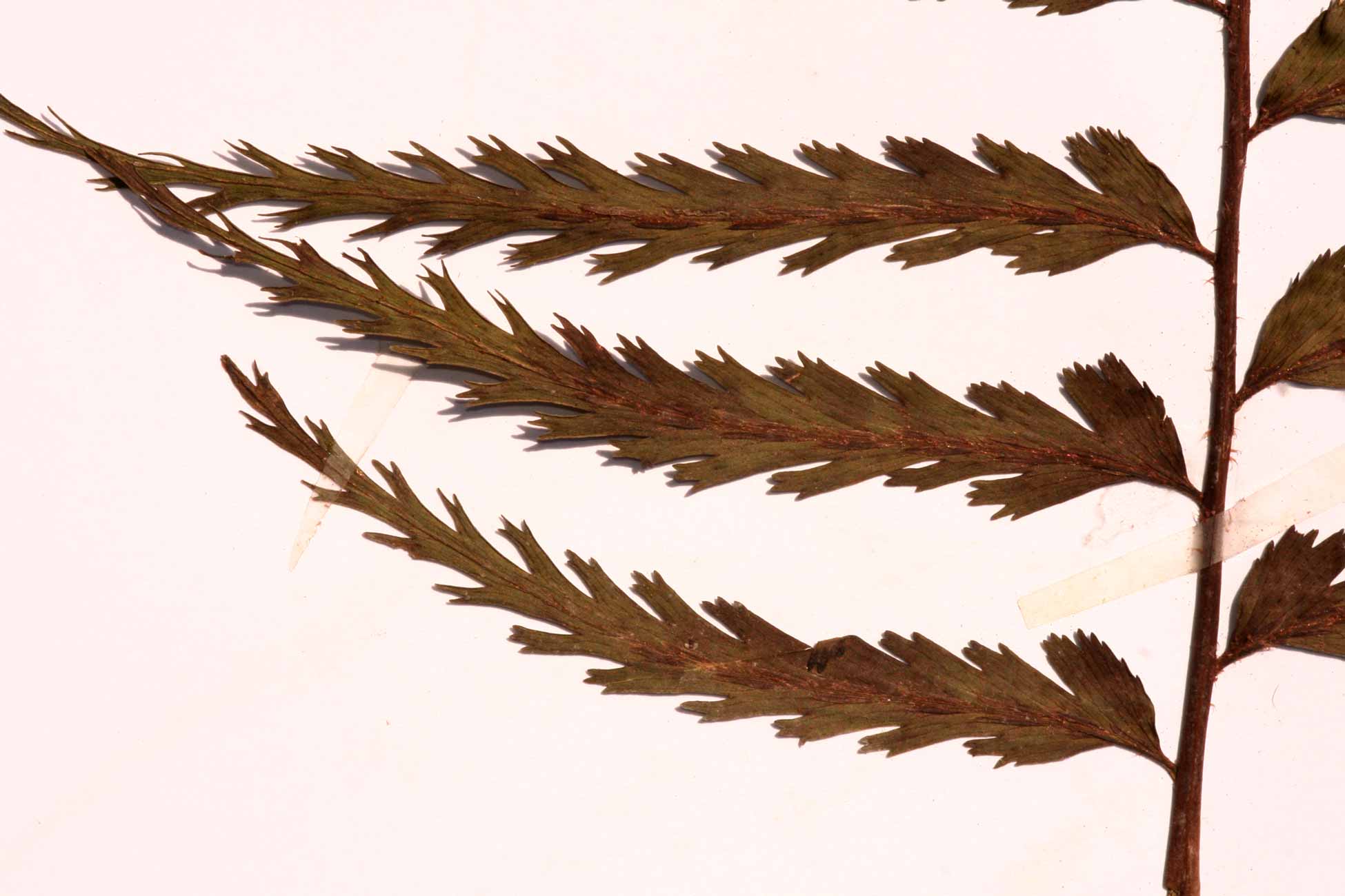 Asplenium friesiorum Asplenium friesiorum