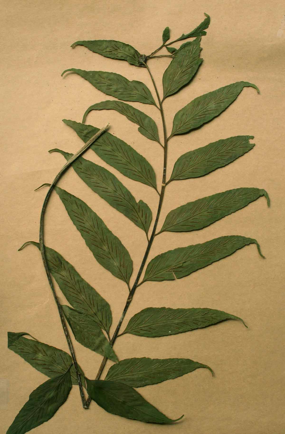 Asplenium gemmiferum Asplenium gemmiferum