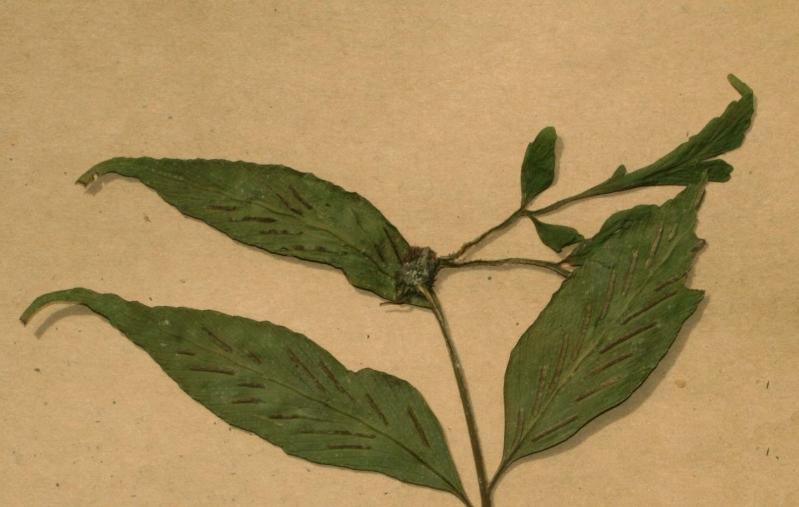 Asplenium gemmiferum Asplenium gemmiferum