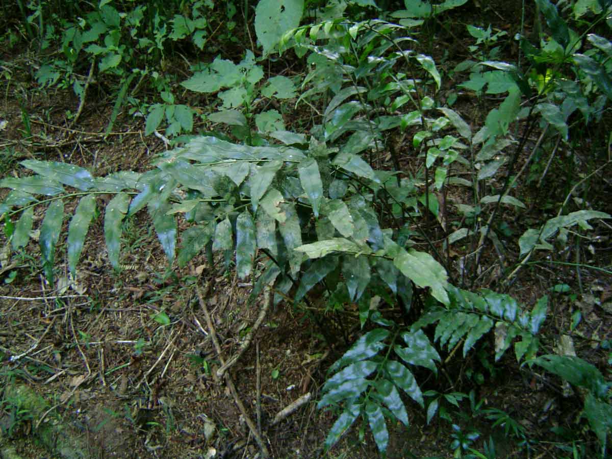 Asplenium gemmiferum Asplenium gemmiferum