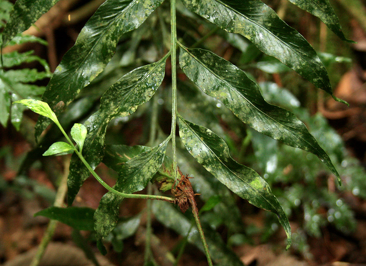 Asplenium gemmiferum Asplenium gemmiferum
