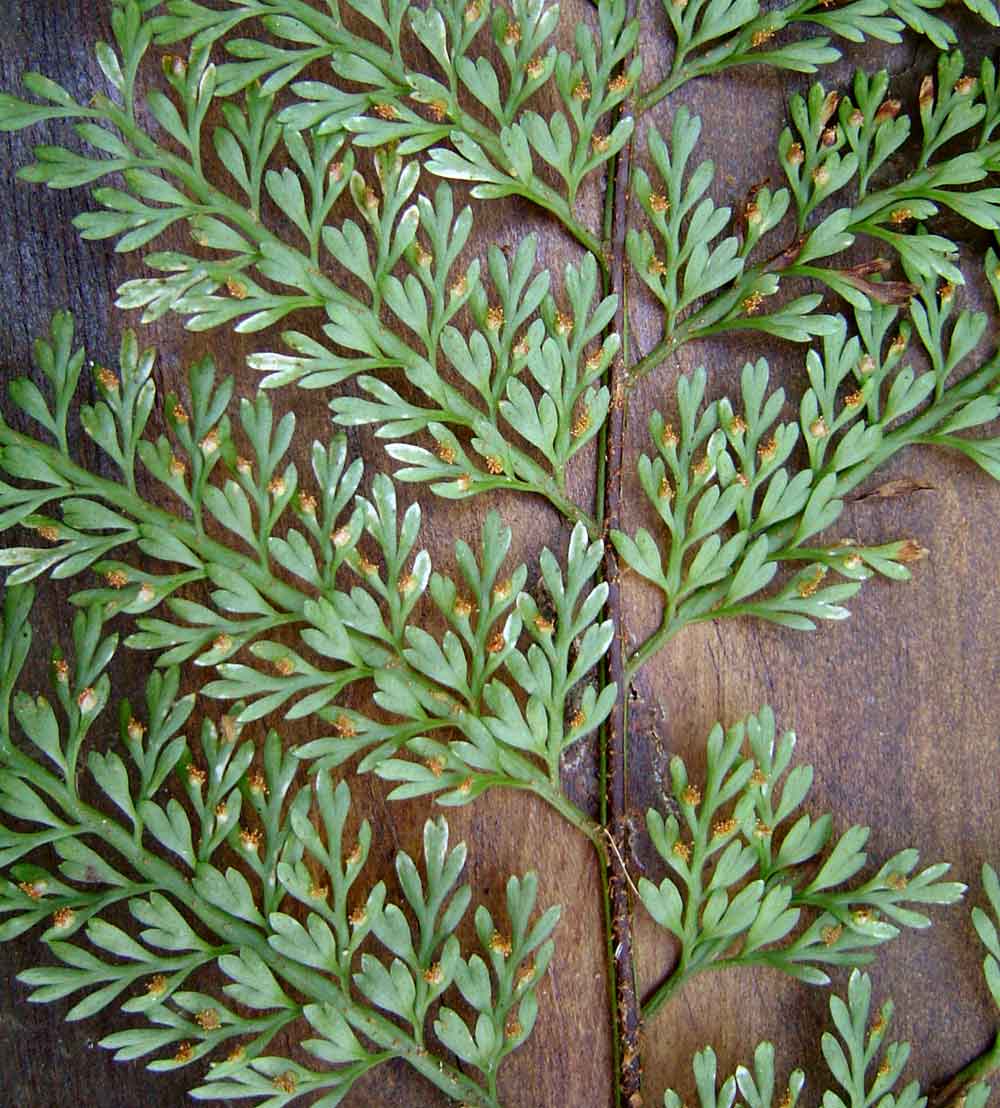 Asplenium hypomelas Asplenium hypomelas