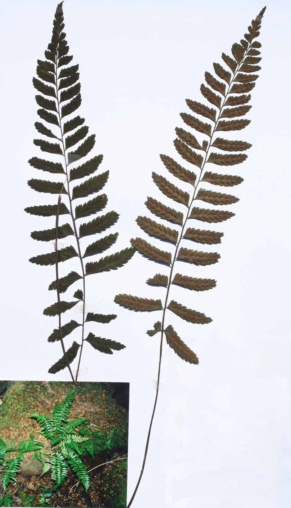 Asplenium inaequilaterale Asplenium inaequilaterale