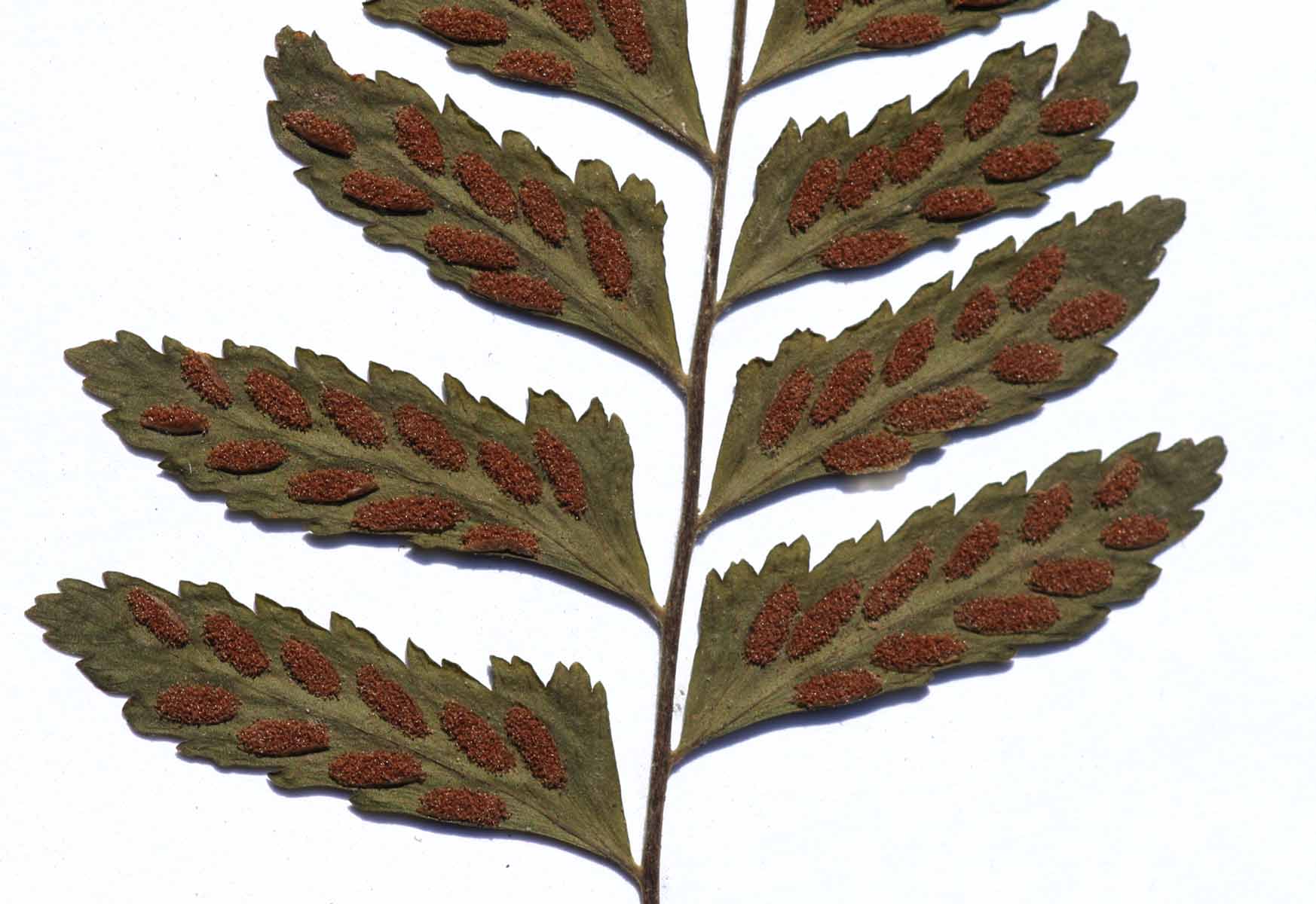 Asplenium inaequilaterale Asplenium inaequilaterale