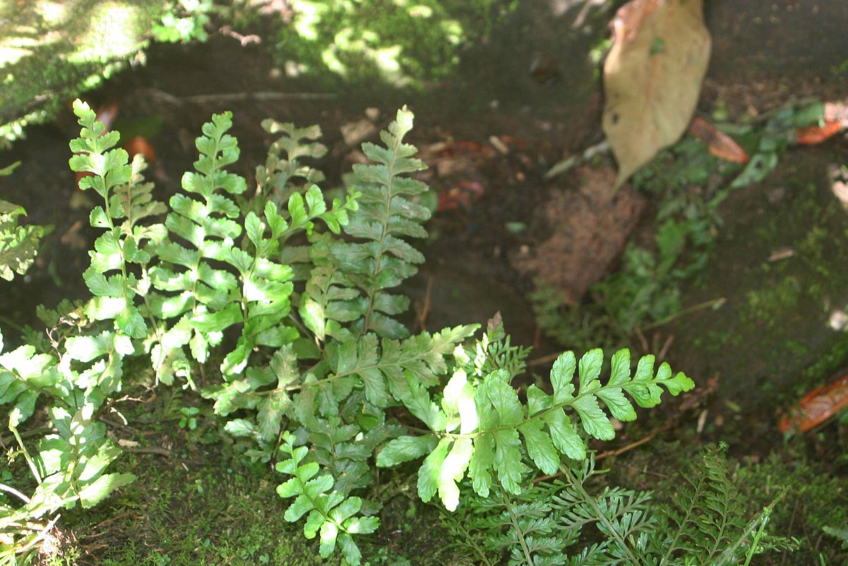 Asplenium inaequilaterale Asplenium inaequilaterale
