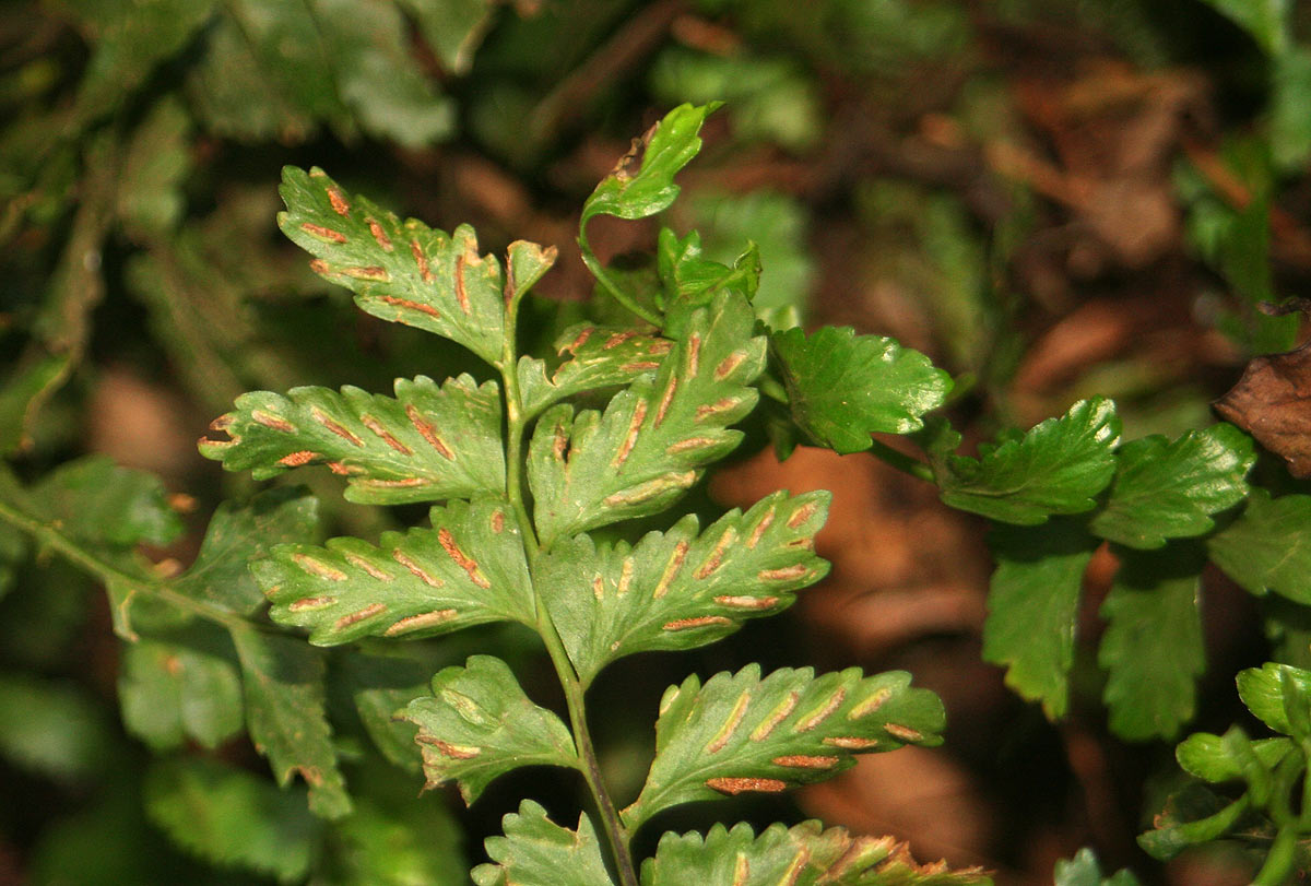 Asplenium inaequilaterale Asplenium inaequilaterale