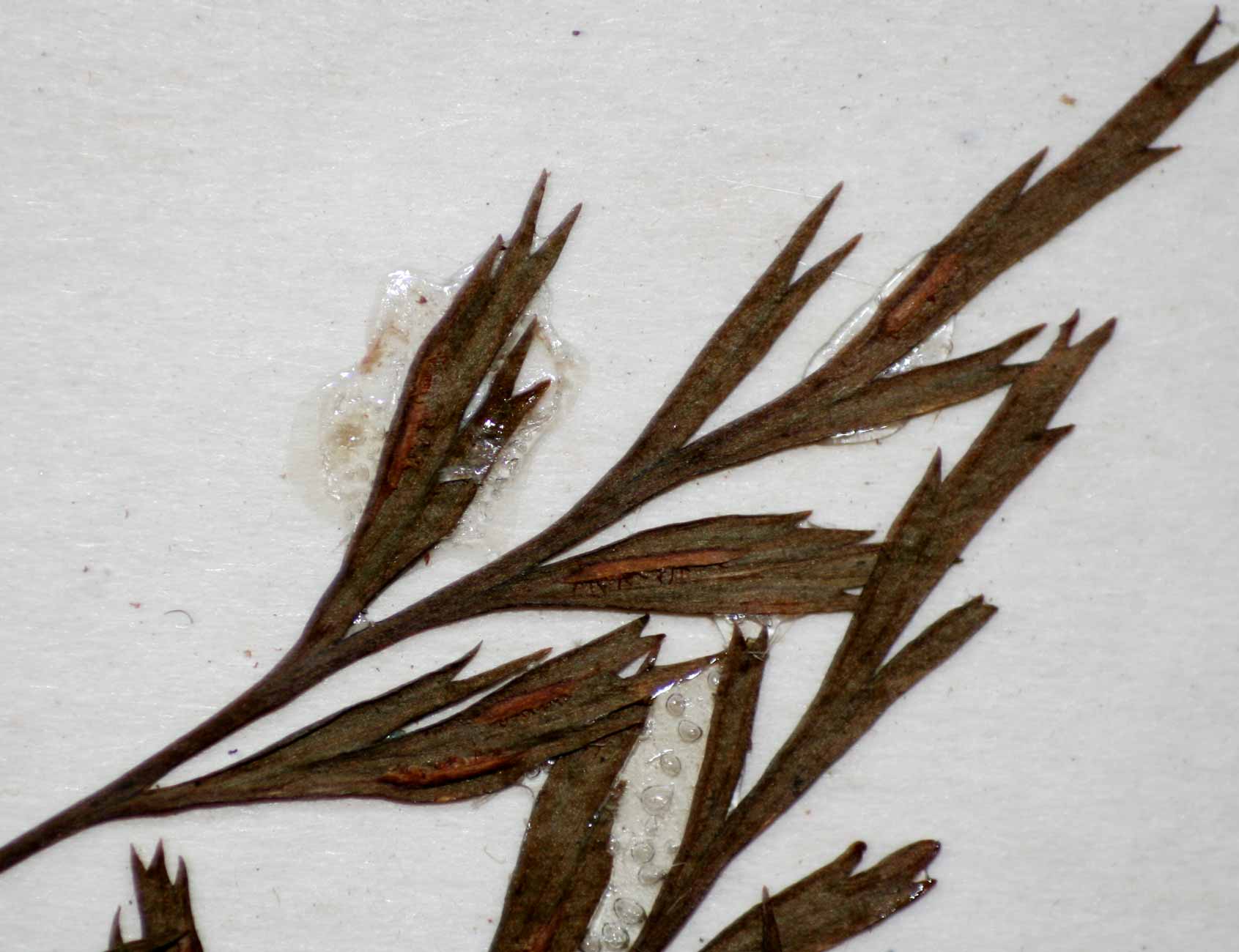 Asplenium linckii Asplenium linckii