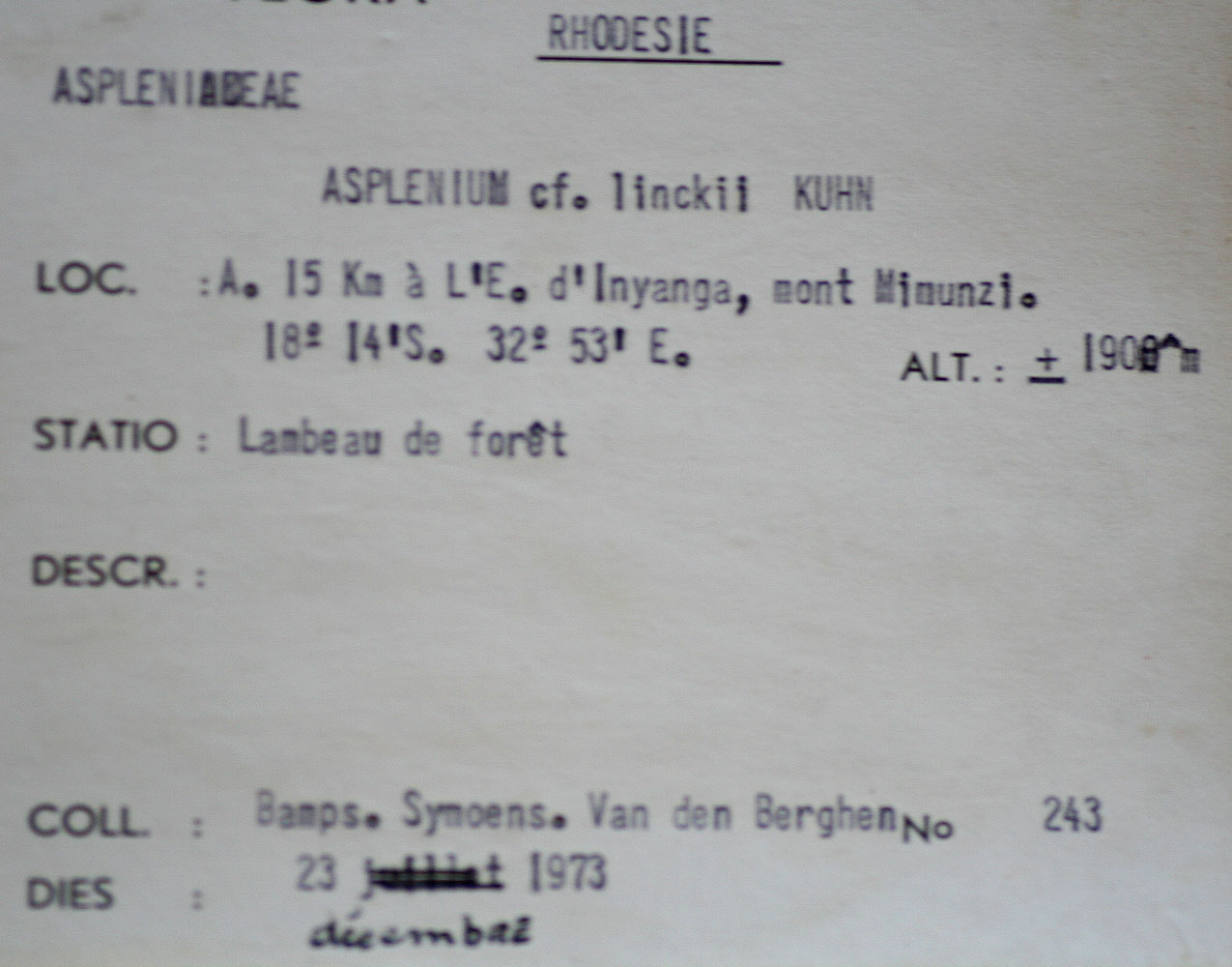 Asplenium linckii Asplenium linckii