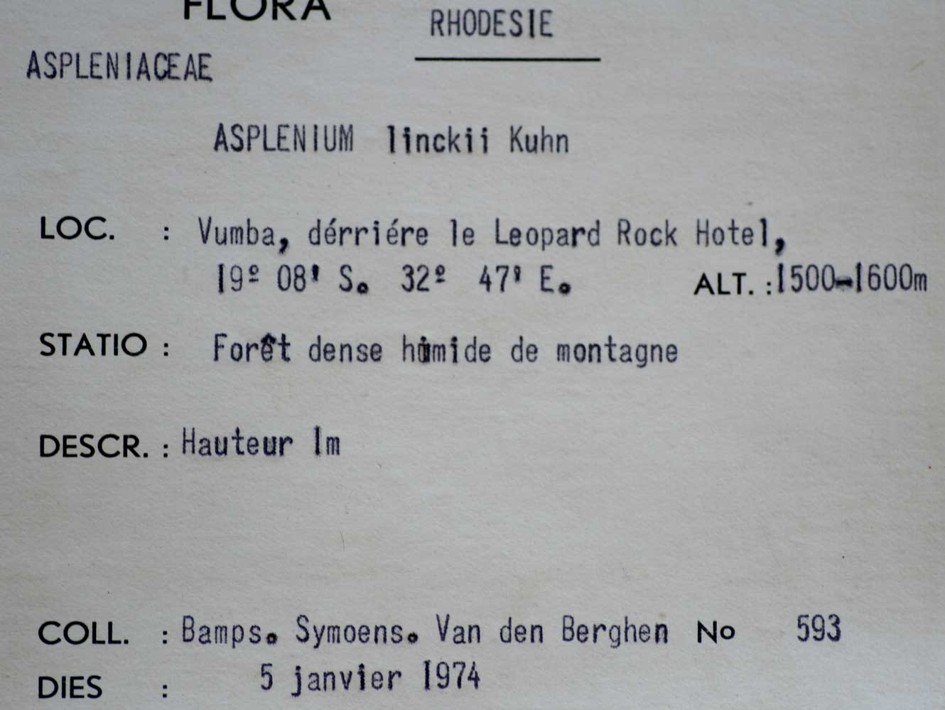 Asplenium linckii Asplenium linckii