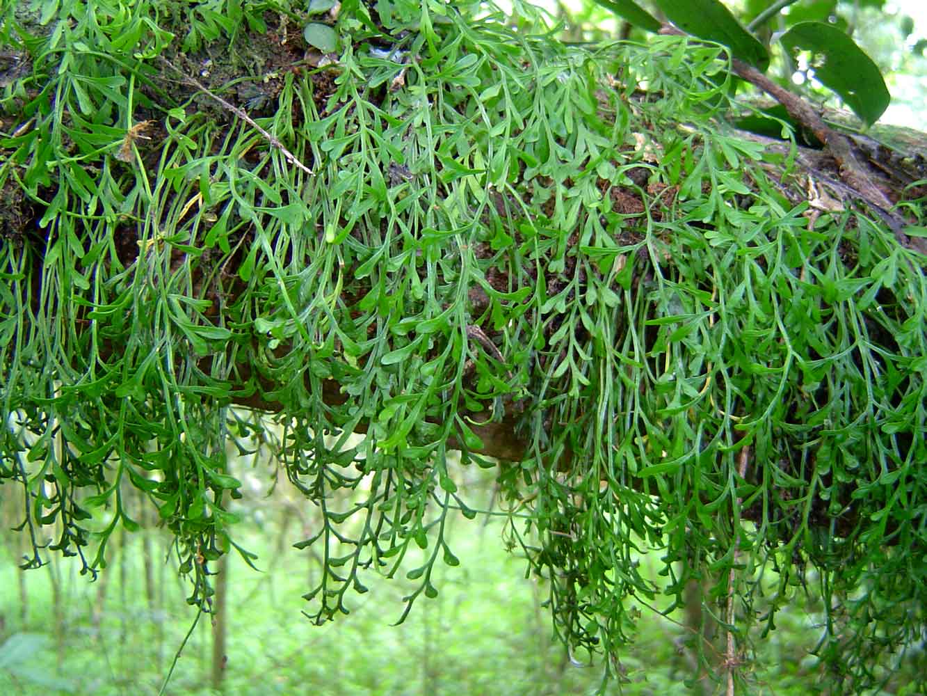 Asplenium mannii Asplenium mannii