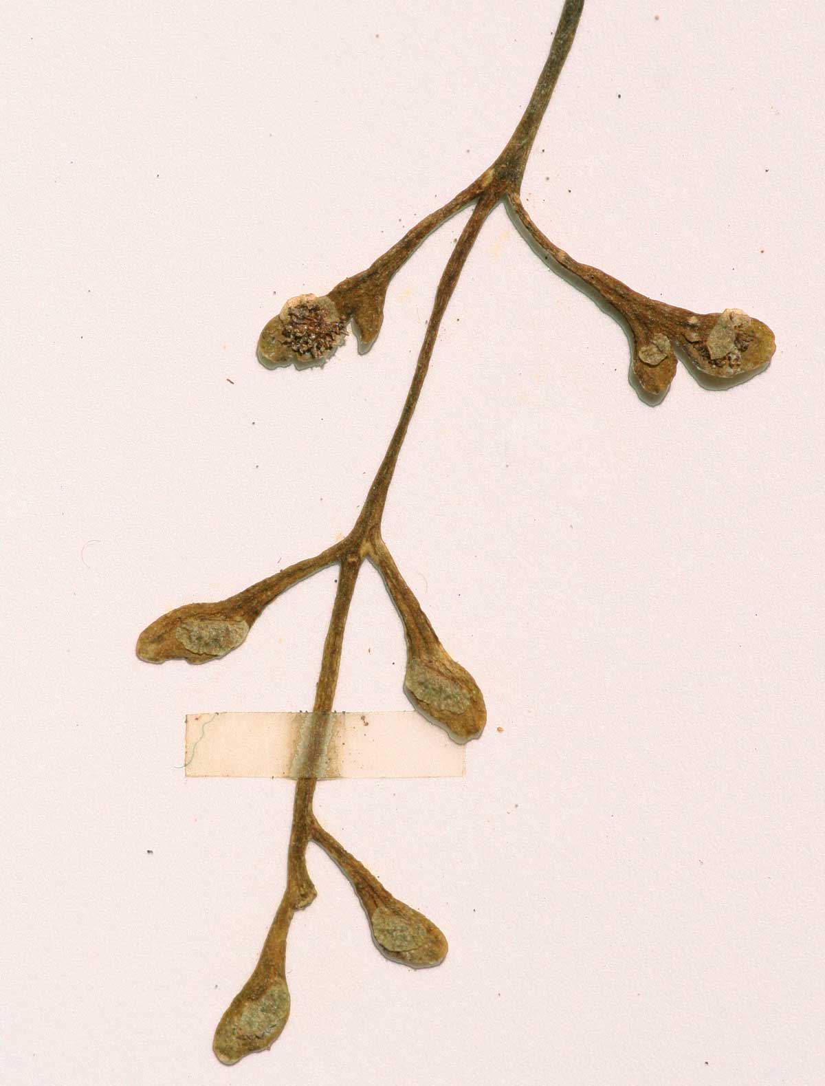 Asplenium mannii Asplenium mannii