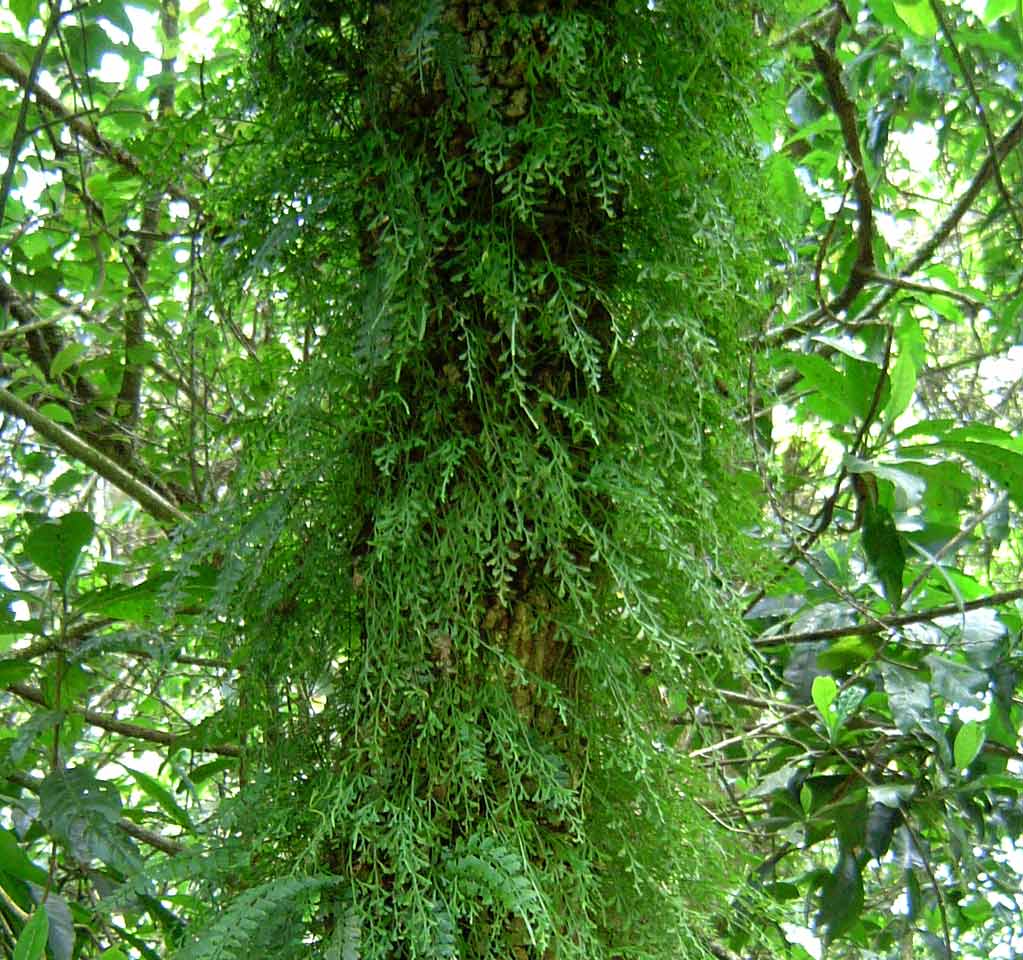Asplenium mannii Asplenium mannii