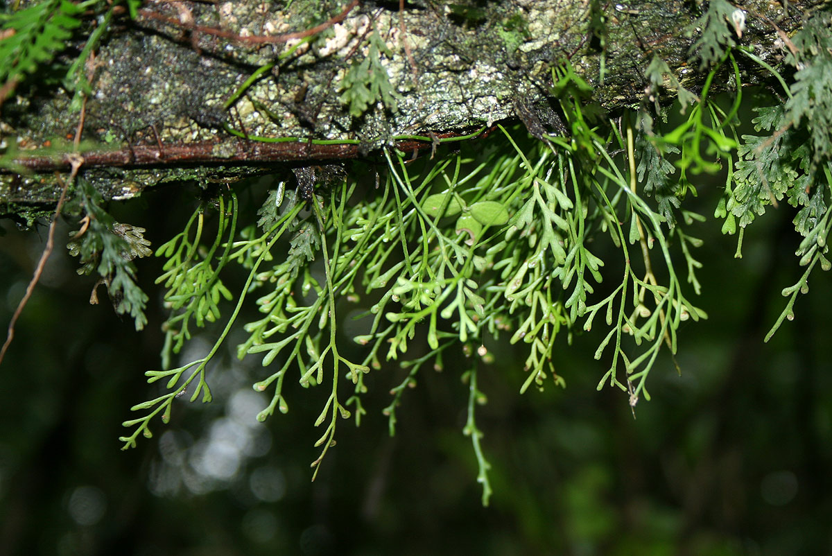 Asplenium mannii Asplenium mannii