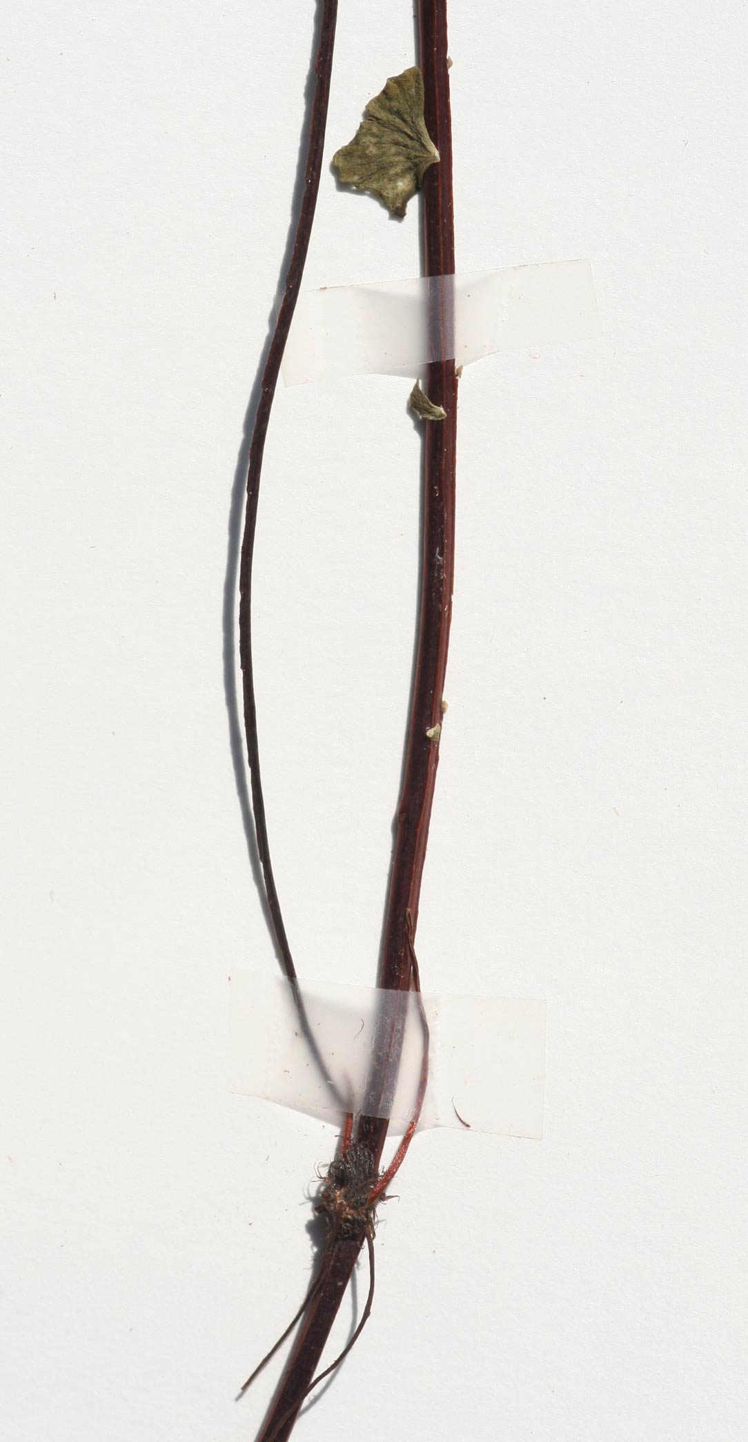 Asplenium monanthes Asplenium monanthes