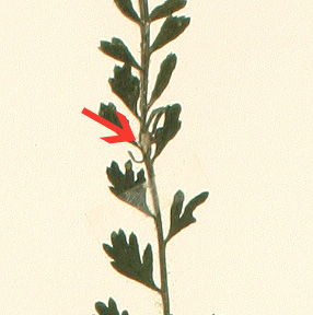 Asplenium preussii Asplenium preussii