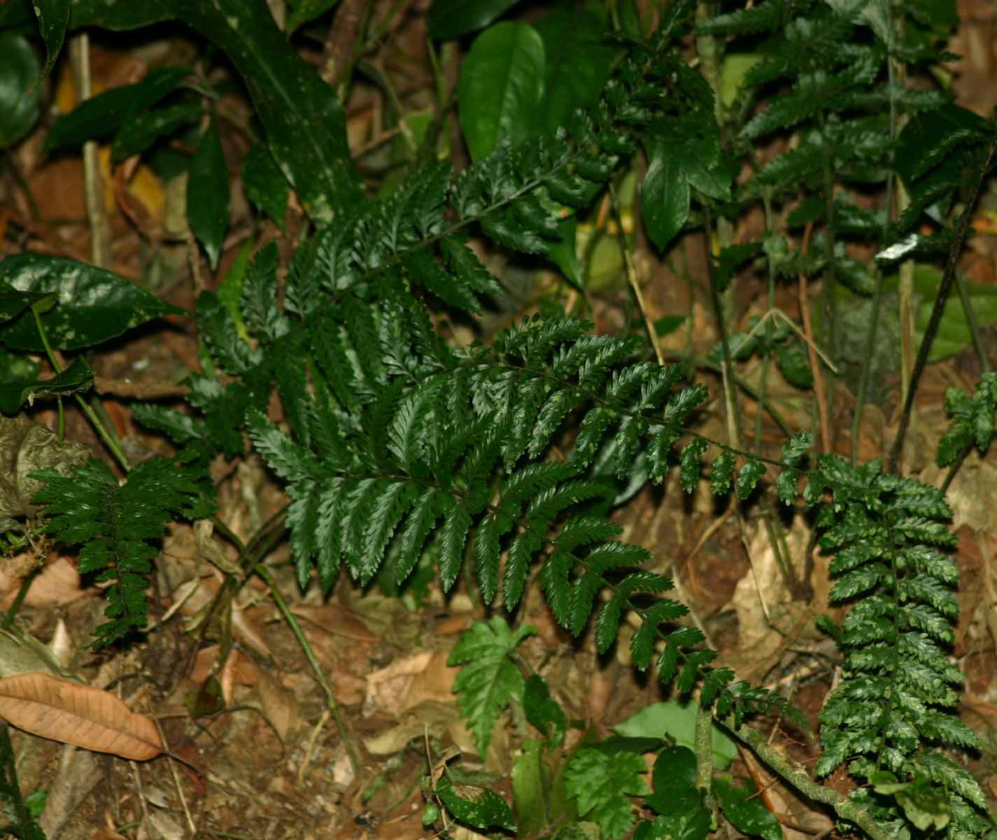 Asplenium preussii Asplenium preussii