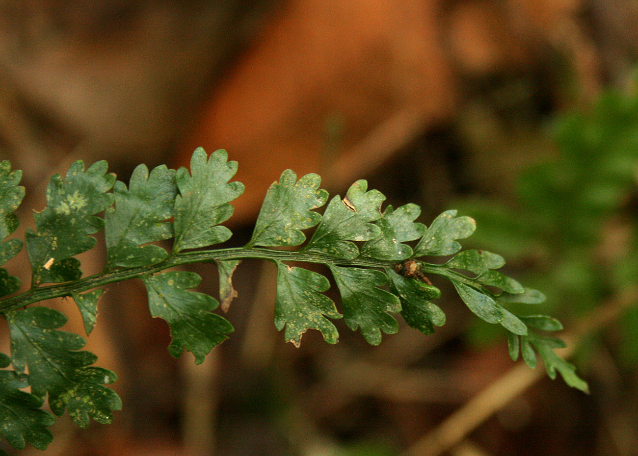 Asplenium preussii Asplenium preussii