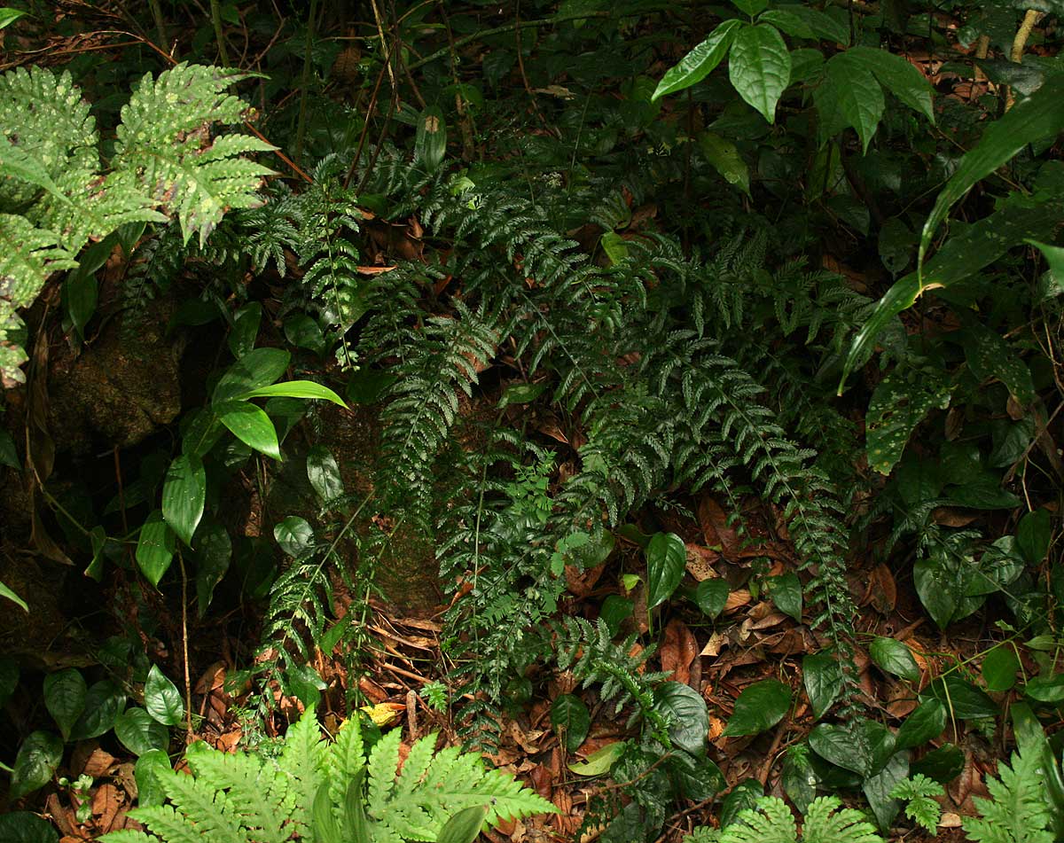Asplenium preussii Asplenium preussii