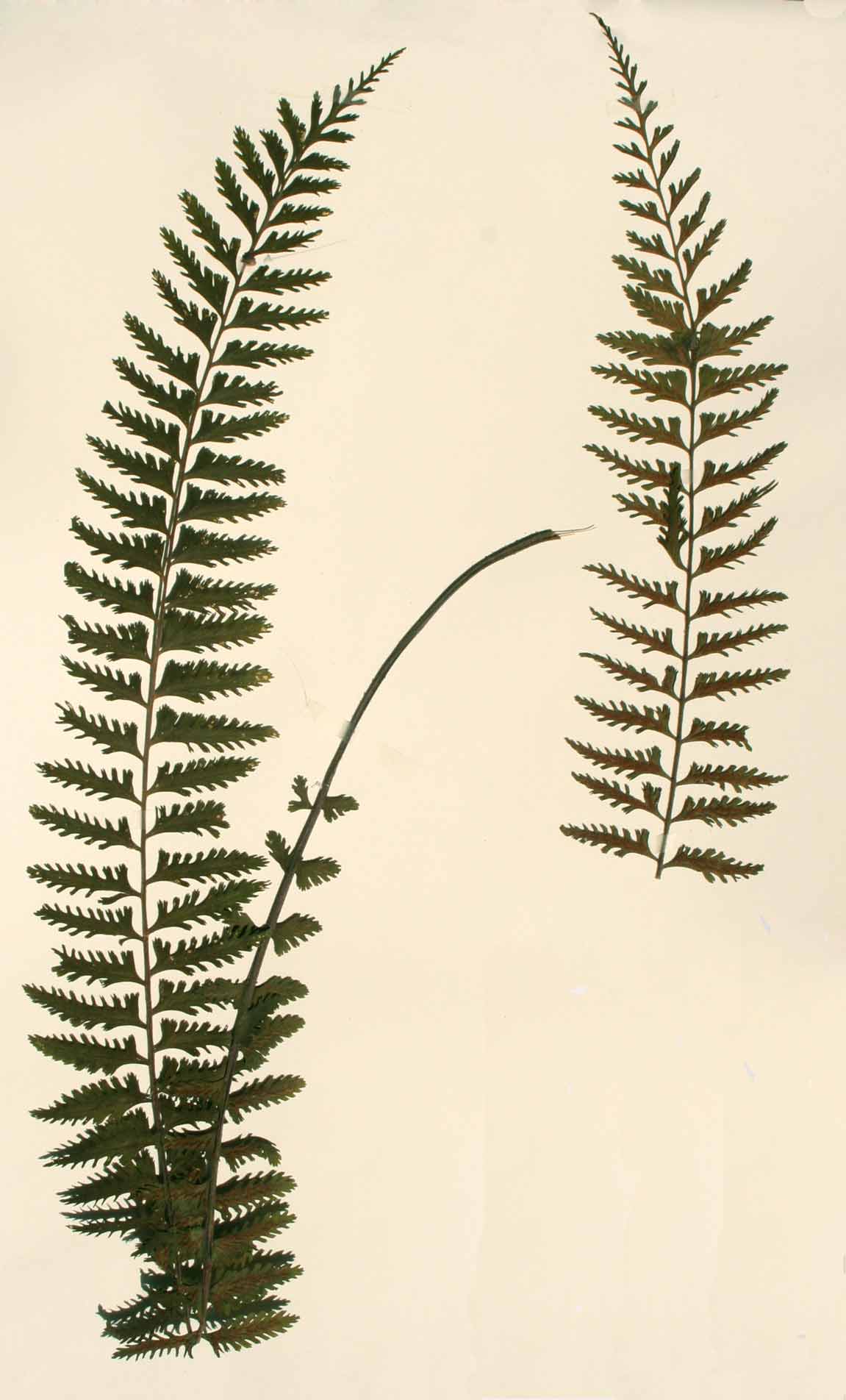 Asplenium protensum Asplenium protensum