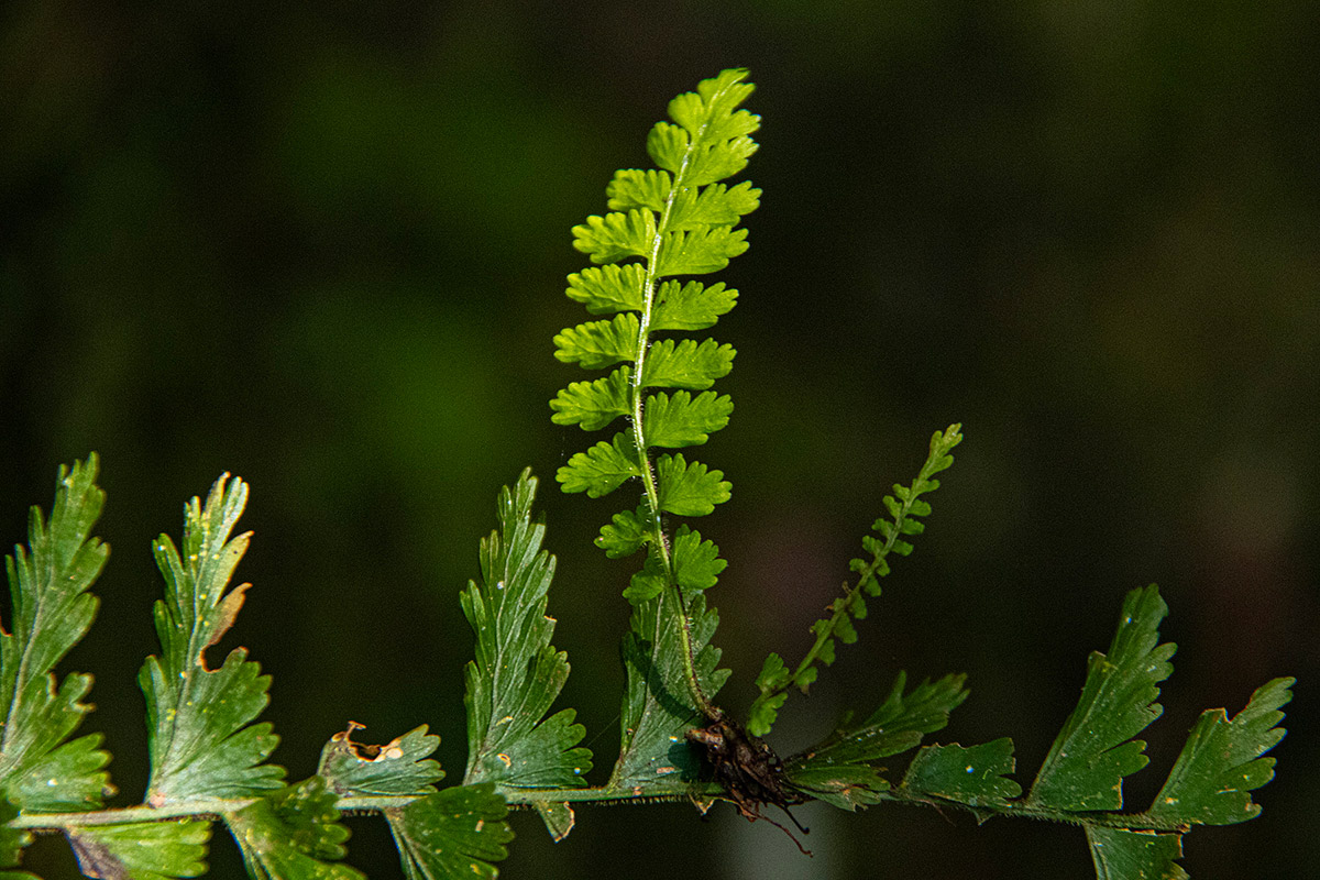 Asplenium protensum Asplenium protensum