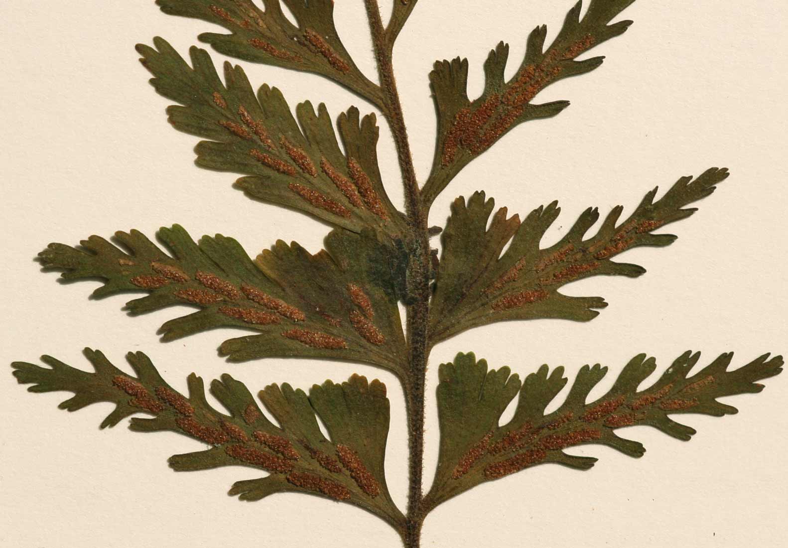 Asplenium protensum Asplenium protensum